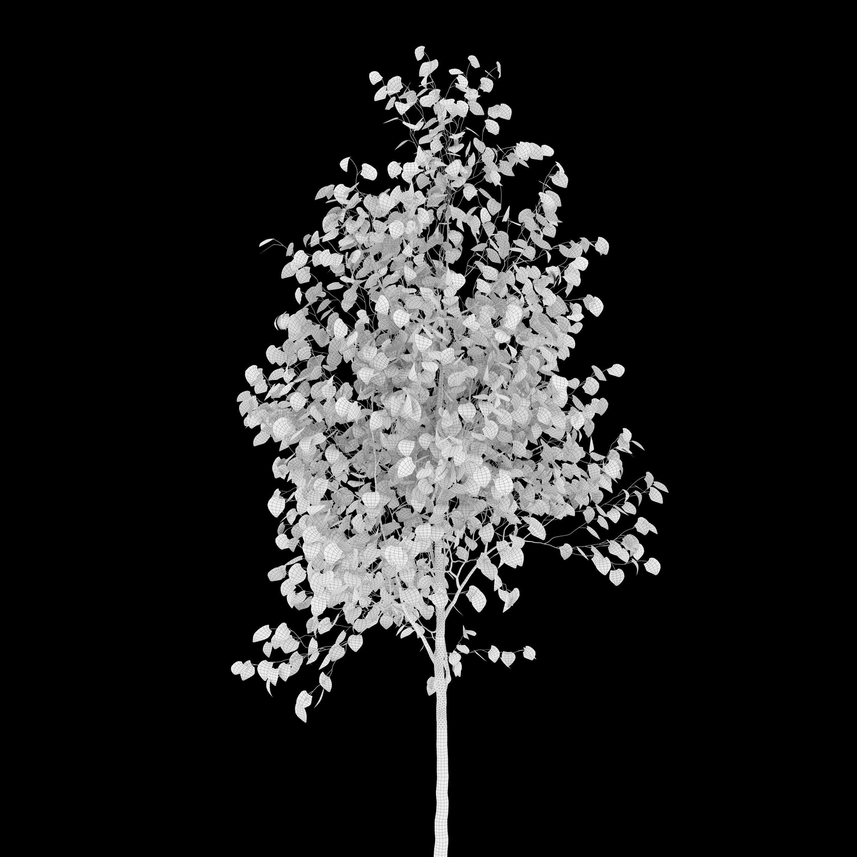 Himalayan birch 3D model_5