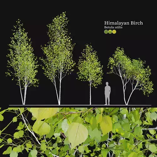 Himalayan birch 3D model