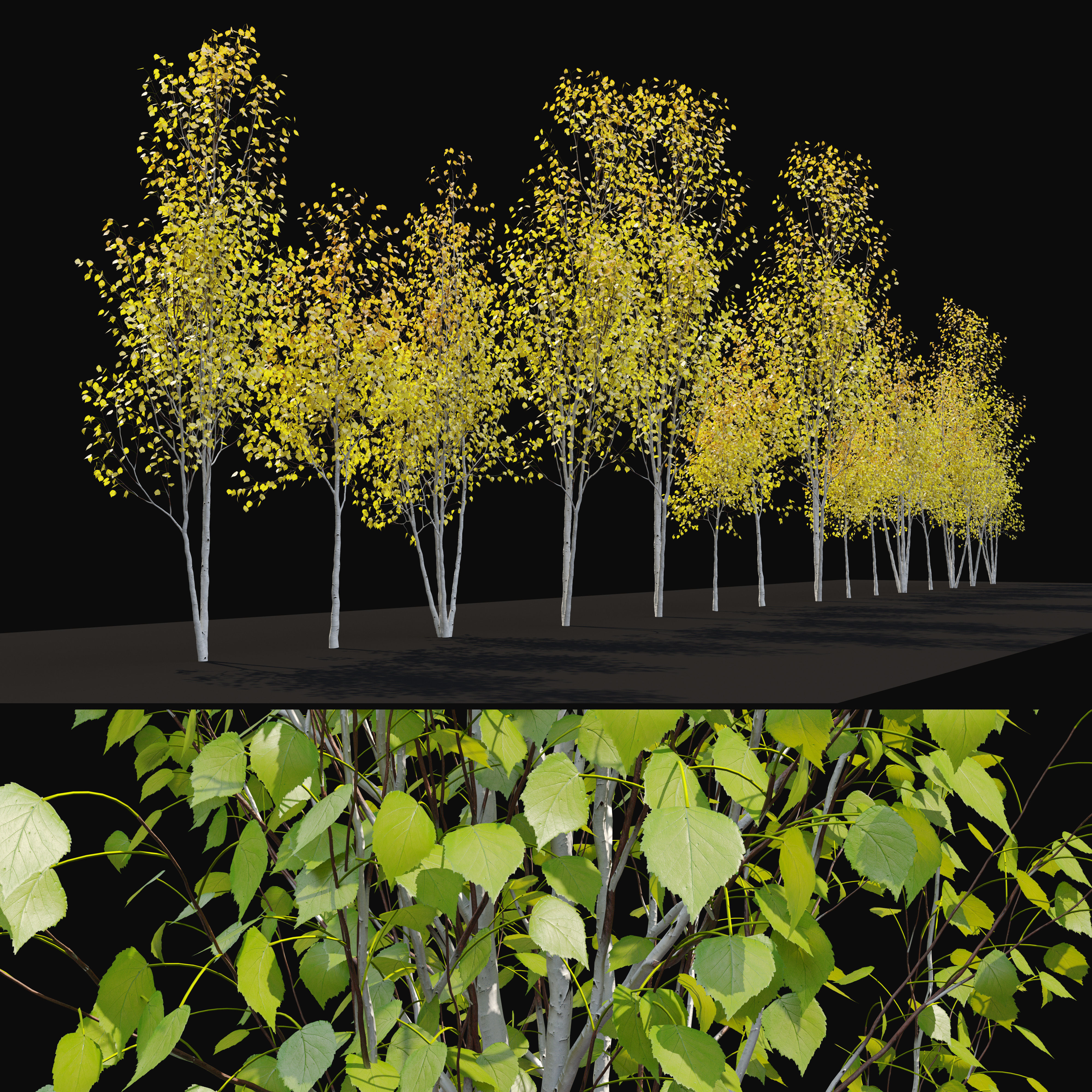Himalayan birch 3D model_4