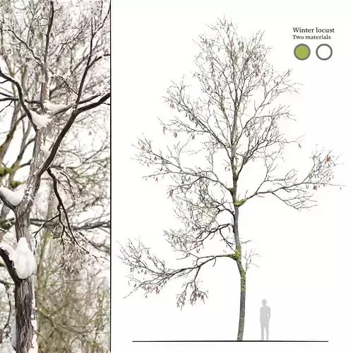 Winter locust tree 01