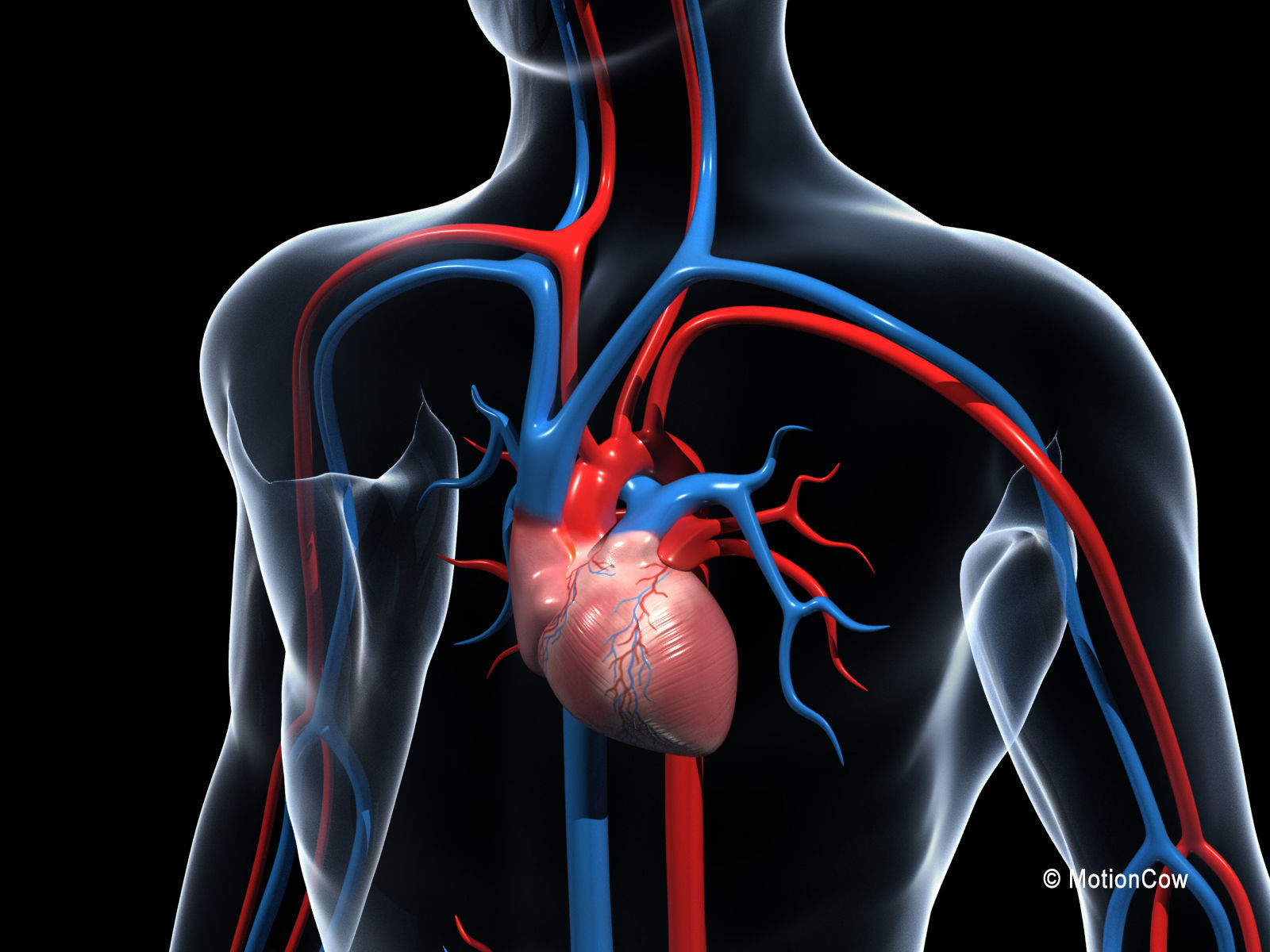 Human Cardiovascular System 3D model_2