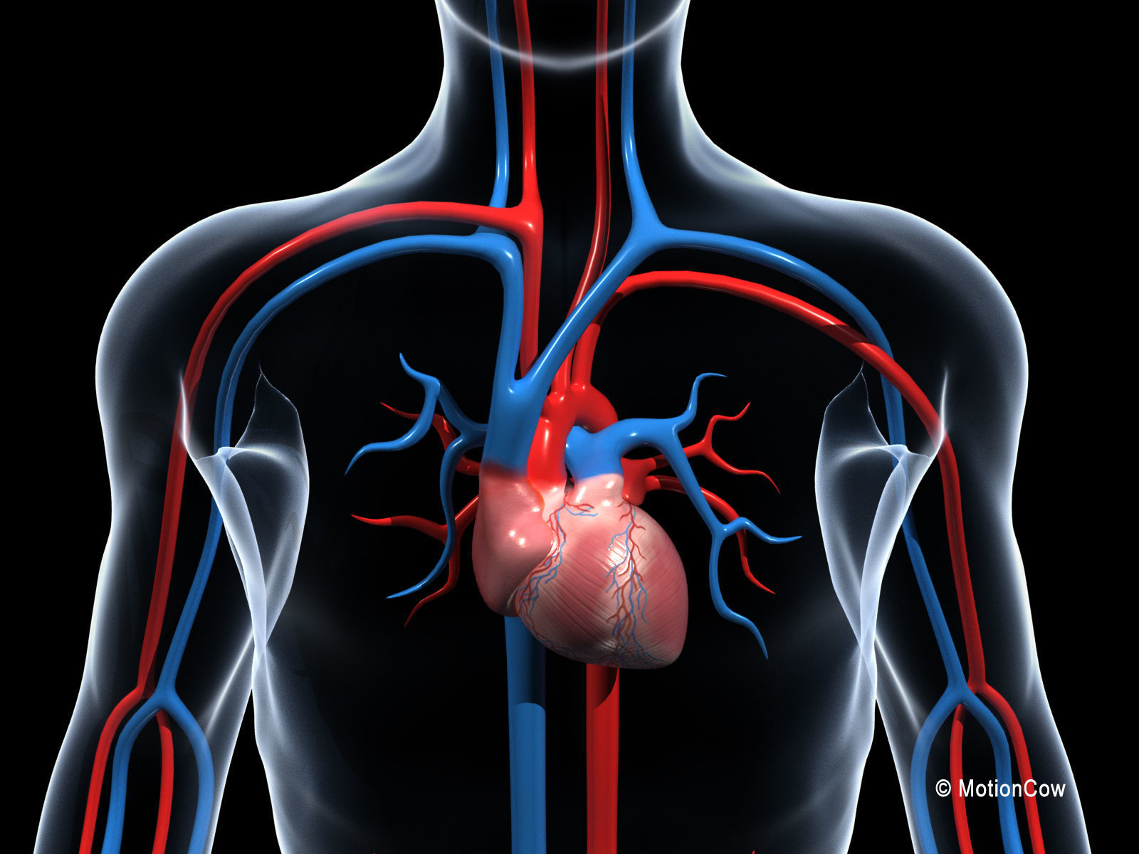 Human Cardiovascular System 3D model_1