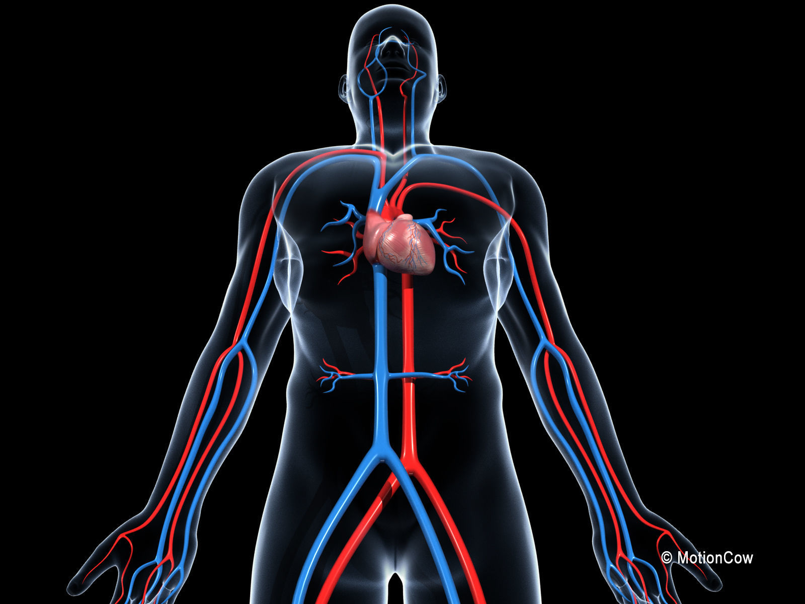 Human Cardiovascular System 3D model_5