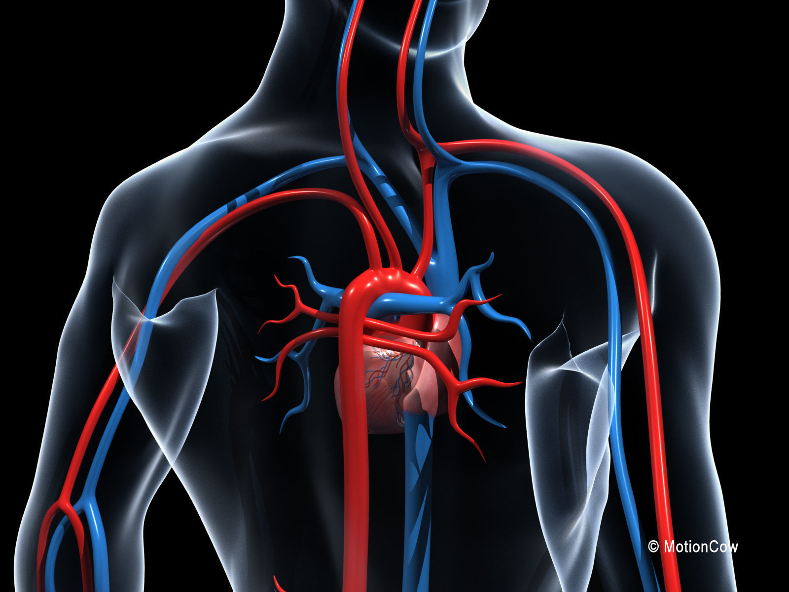 Human Cardiovascular System 3D model_4