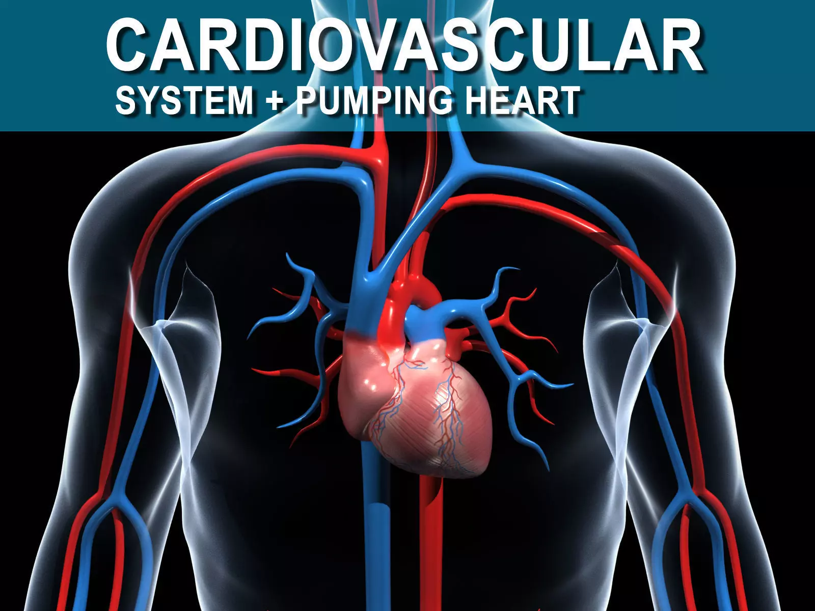 Human Cardiovascular System 3D model_0
