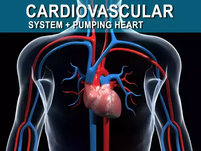 Human Cardiovascular System 3D model
