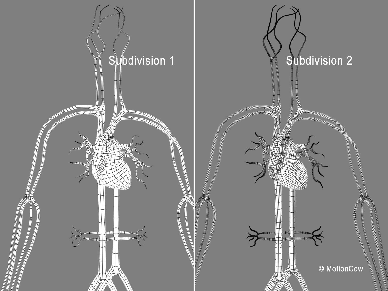 Human Cardiovascular System 3D model_7