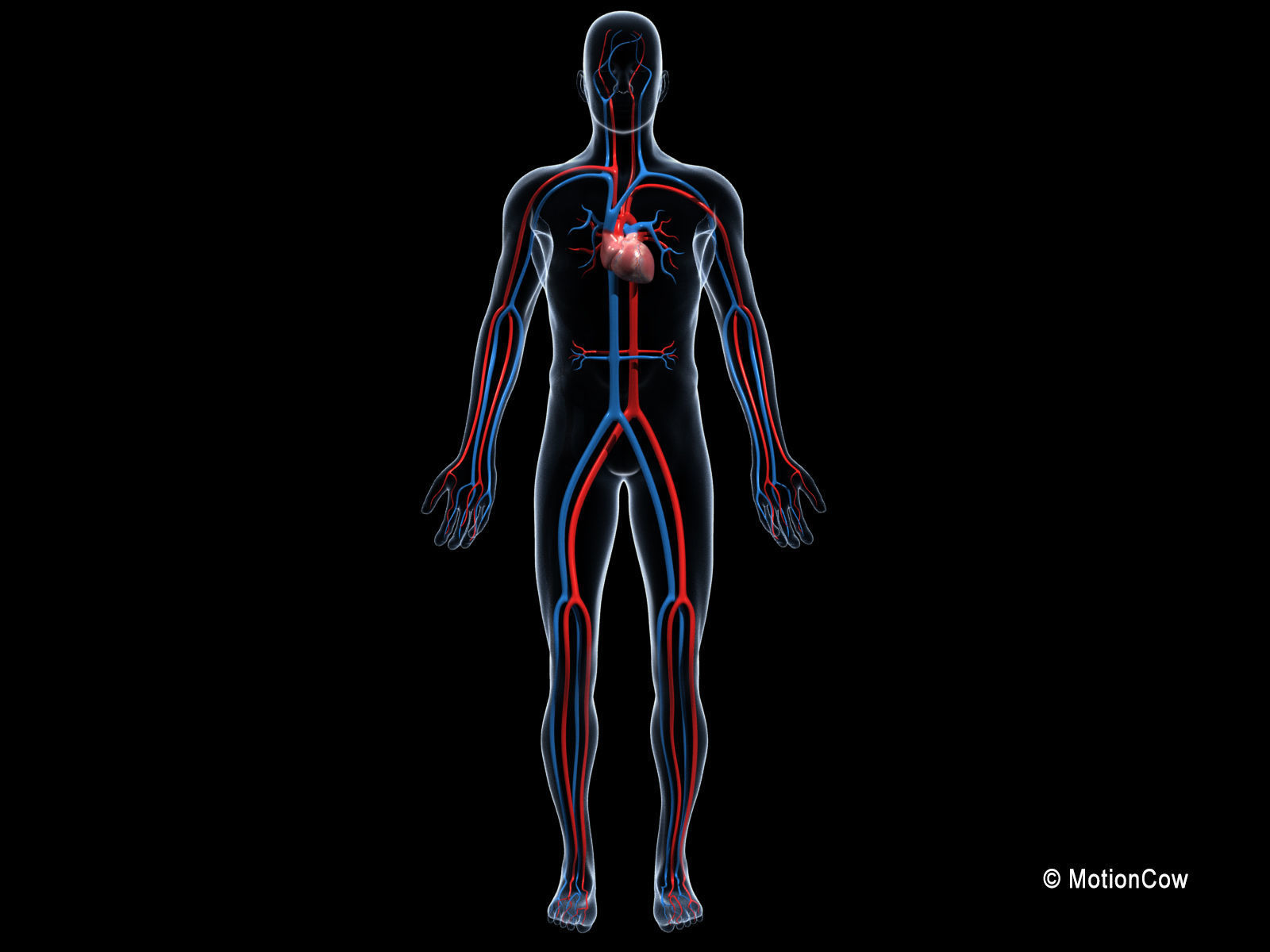 Human Cardiovascular System 3D model_6