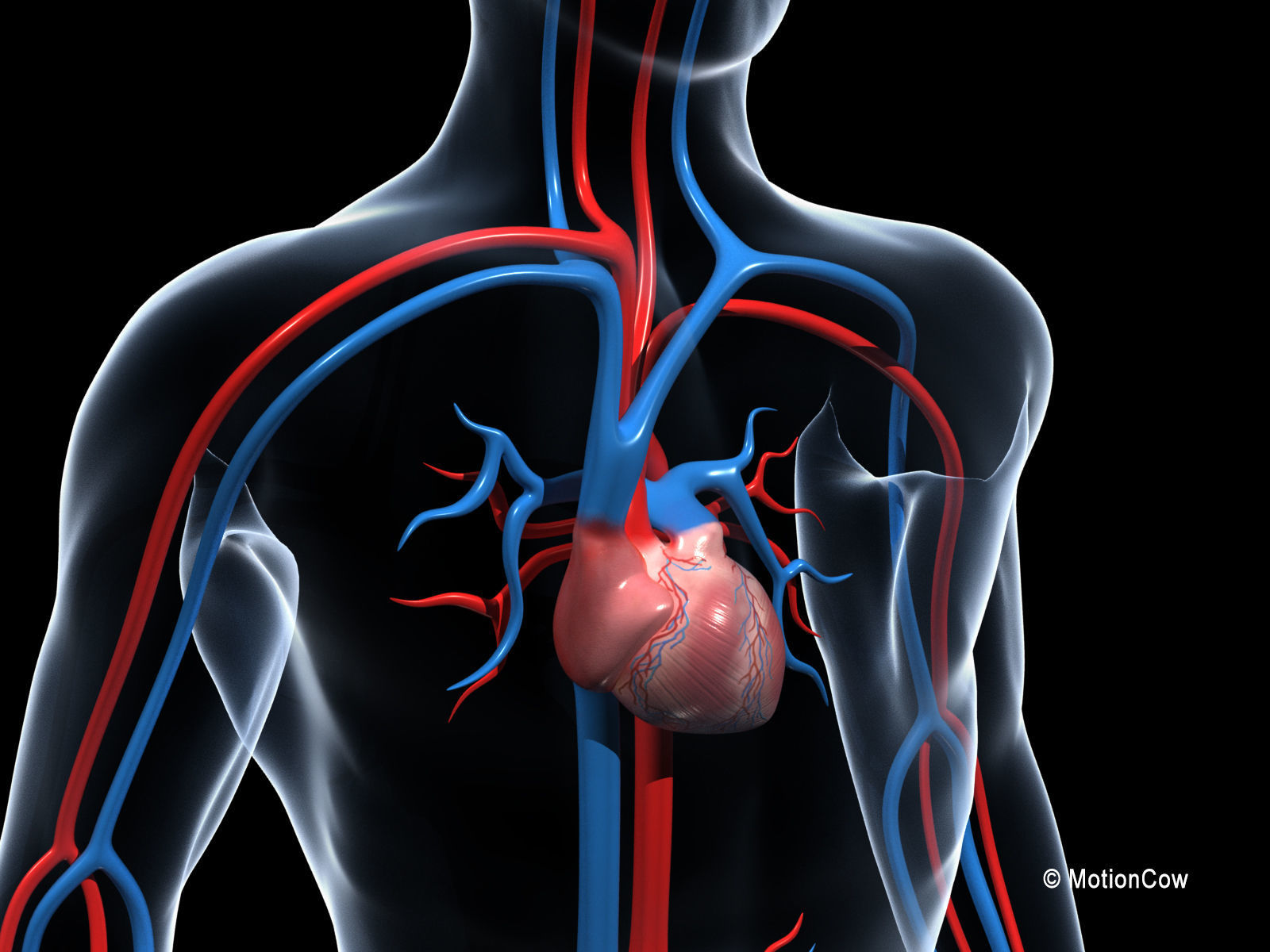 Human Cardiovascular System 3D model_3