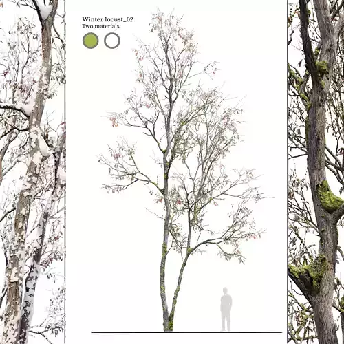 Winter locust tree 02