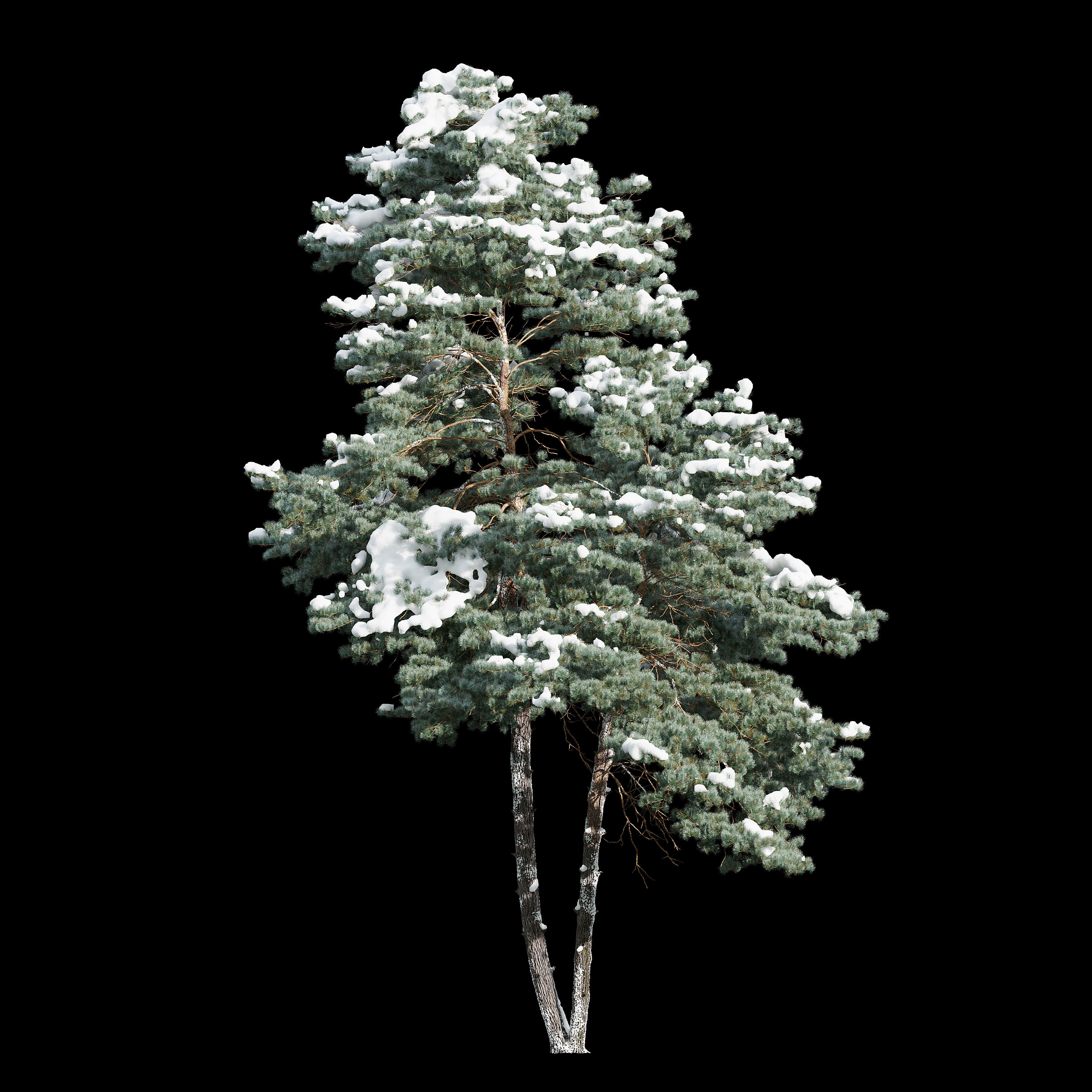 Winter pinus sylvestris 3D model_1