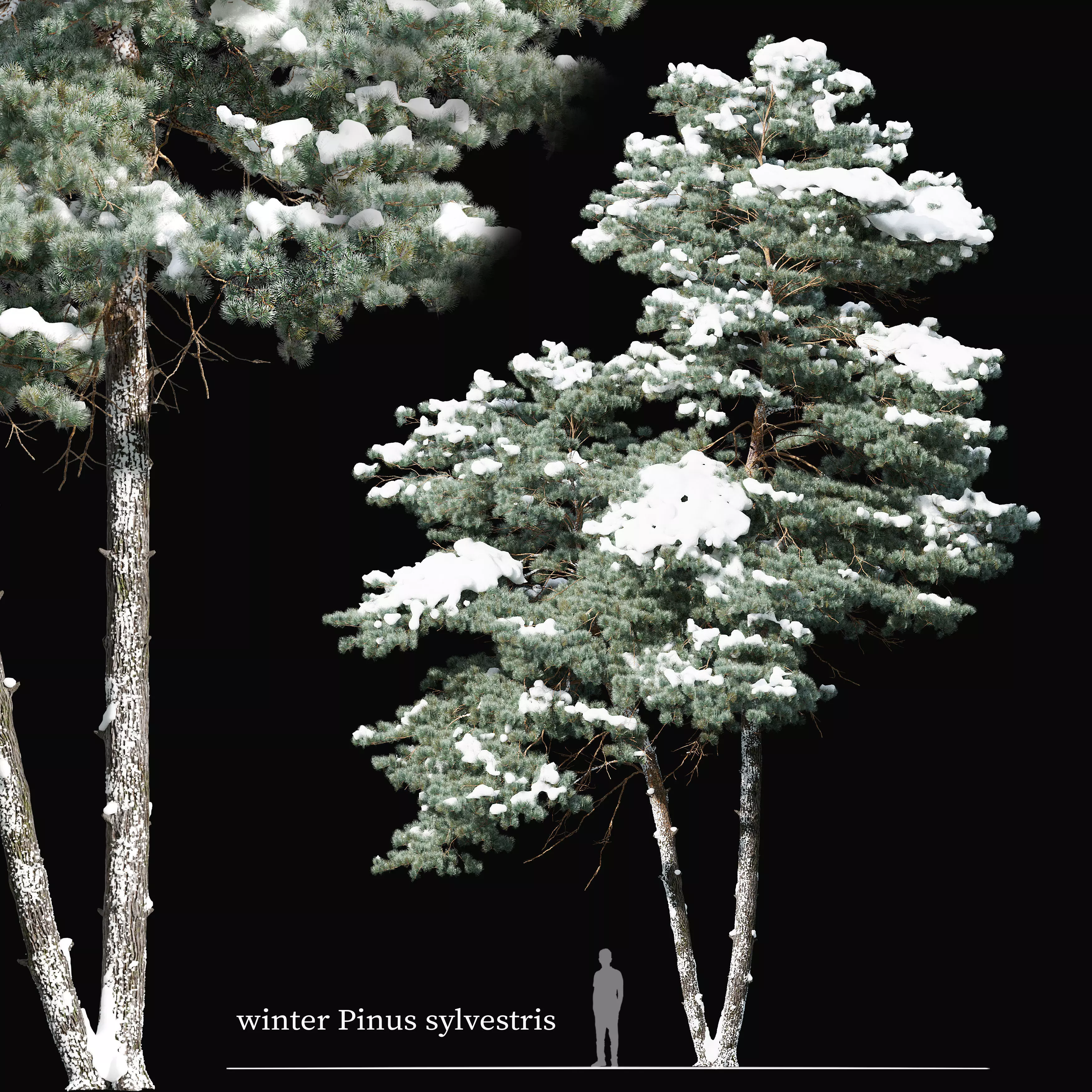 Winter pinus sylvestris 3D model_0