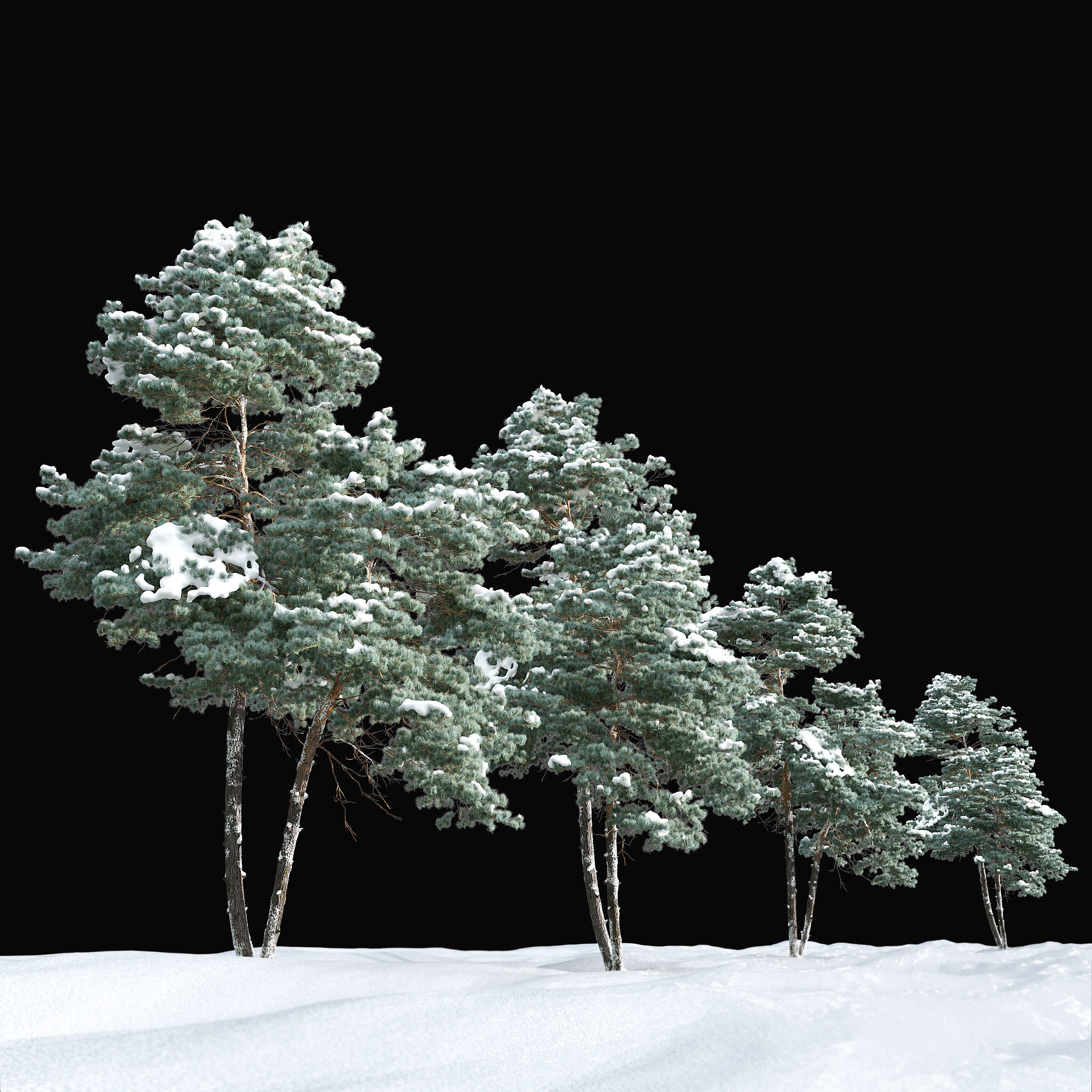 Winter pinus sylvestris 3D model_3