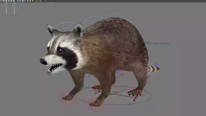 raccoon racoon animal rodent mammal coon forest animal 3D model