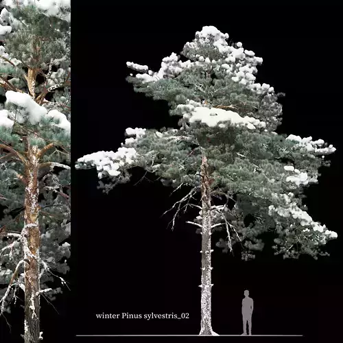 Winter pinus sylvestris 02