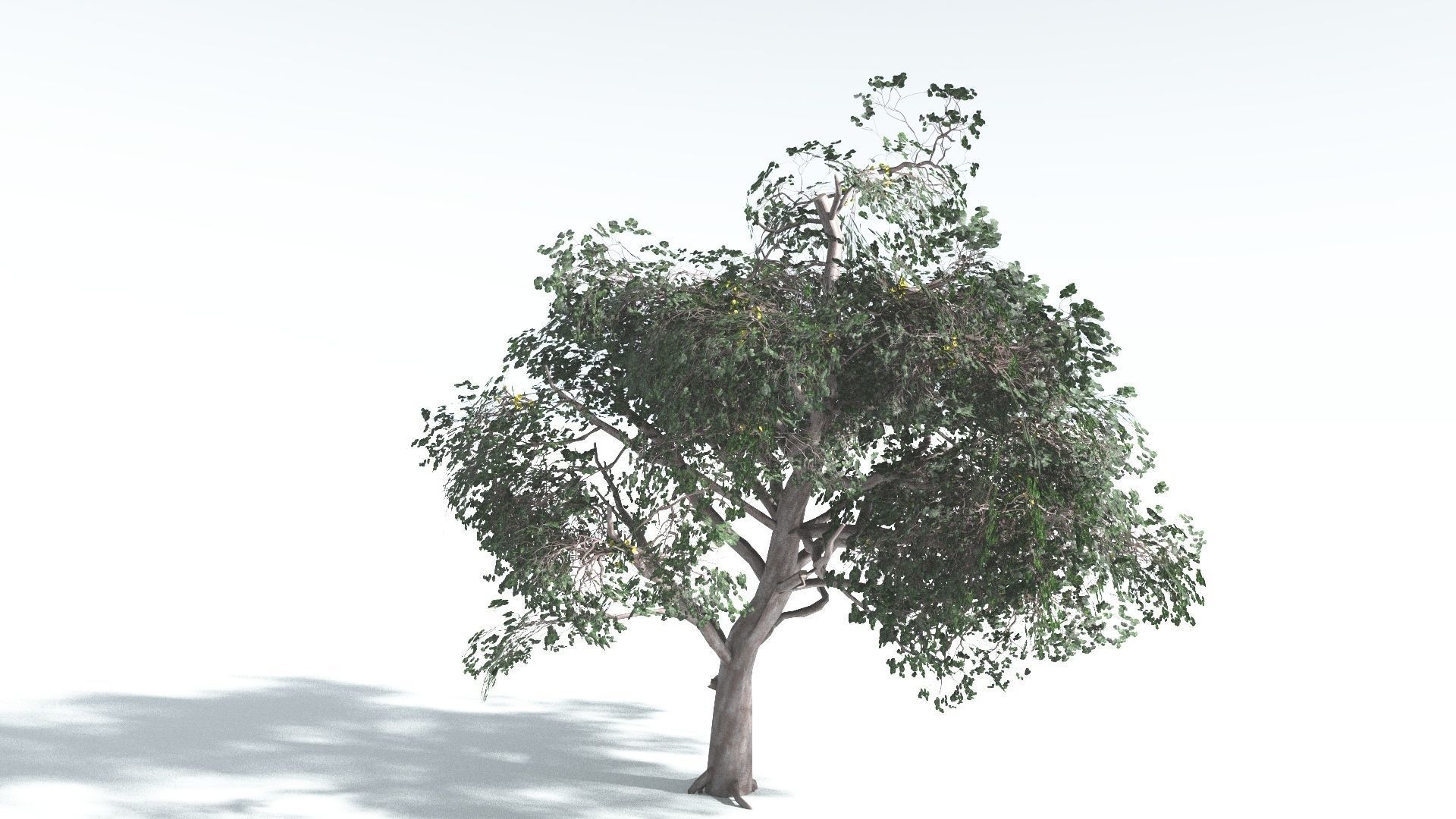 EVERYPlant Portia Tree LowPoly 1 --14 Models-- Low-poly 3D model_31