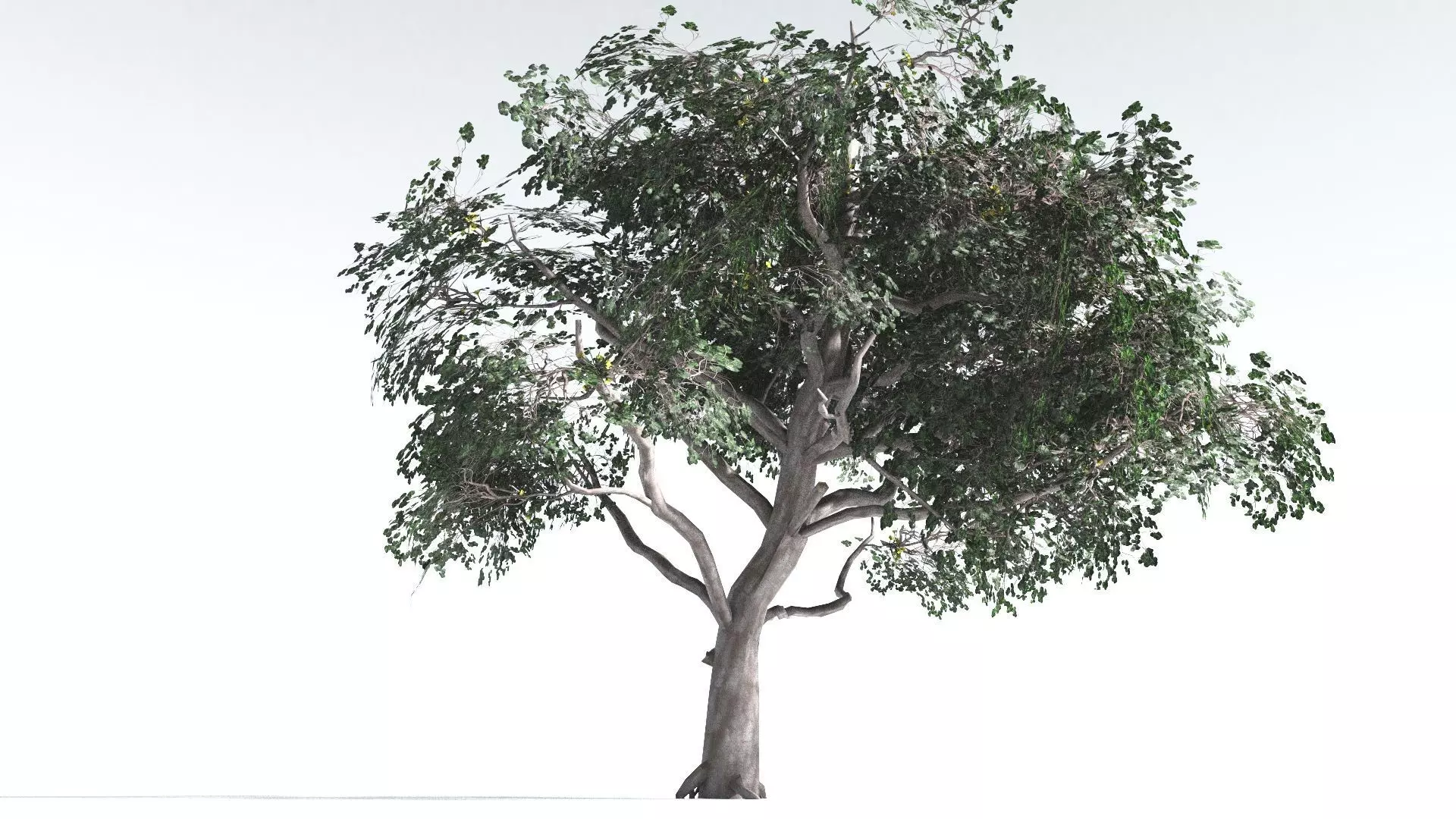 EVERYPlant Portia Tree LowPoly 1 --14 Models-- Low-poly 3D model_0