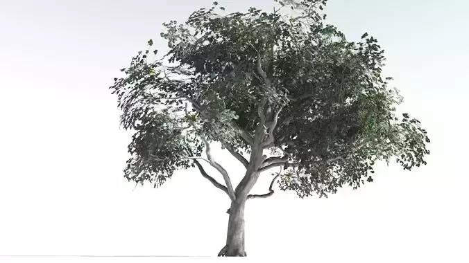 EVERYPlant Portia Tree LowPoly 1 --14 Models-- Low-poly 3D model