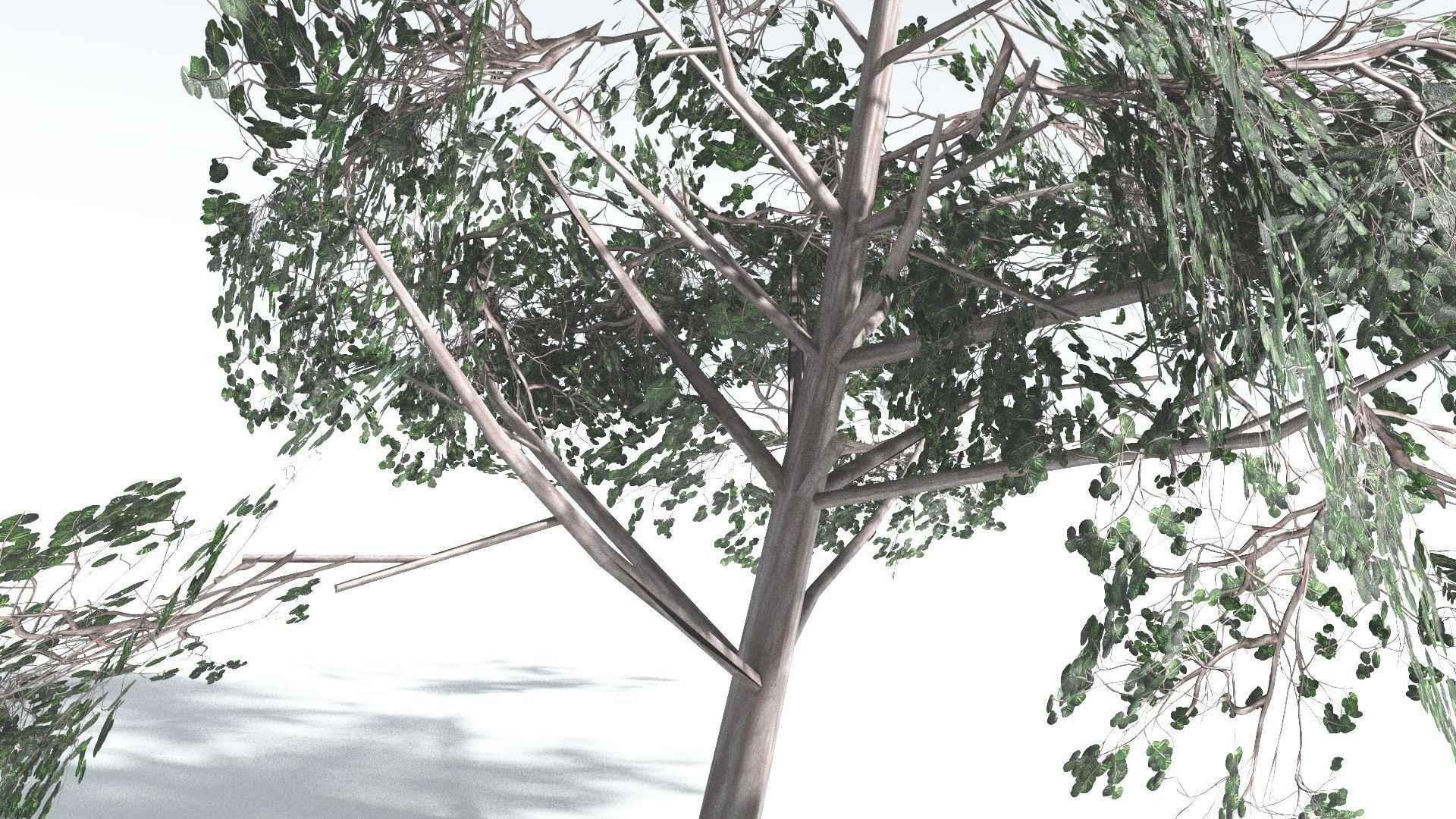 EVERYPlant Portia Tree LowPoly 1 --14 Models-- Low-poly 3D model_26