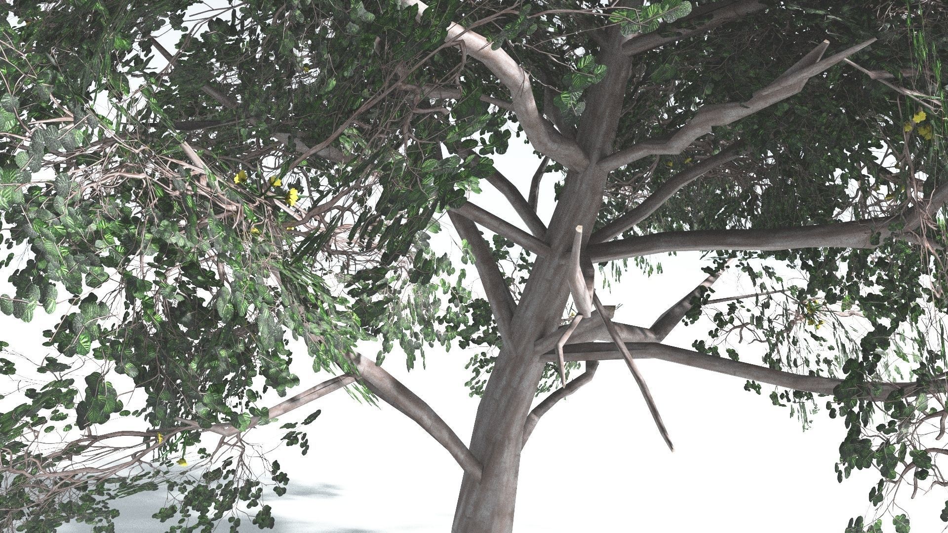 EVERYPlant Portia Tree LowPoly 1 --14 Models-- Low-poly 3D model_24