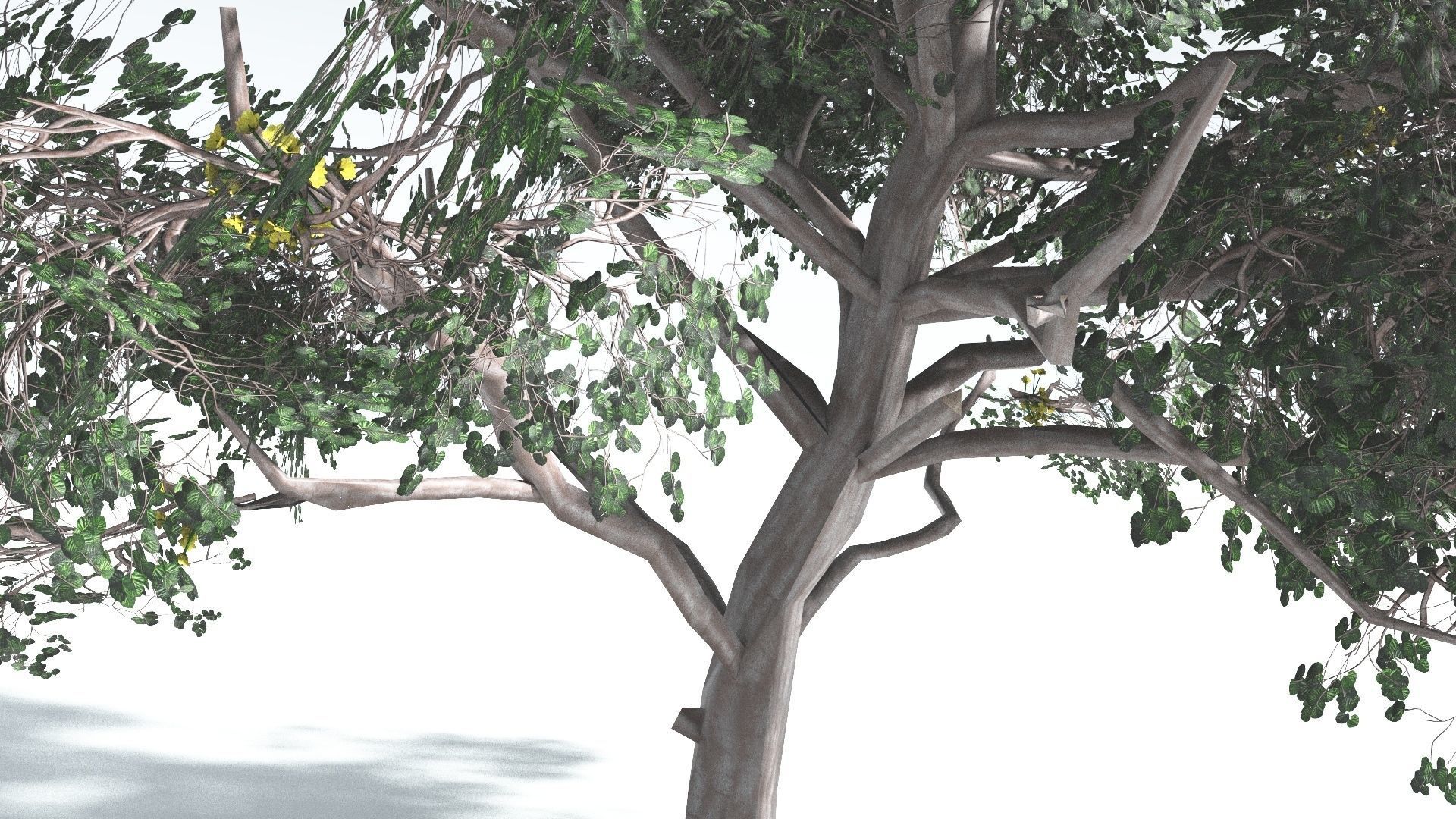 EVERYPlant Portia Tree LowPoly 1 --14 Models-- Low-poly 3D model_8