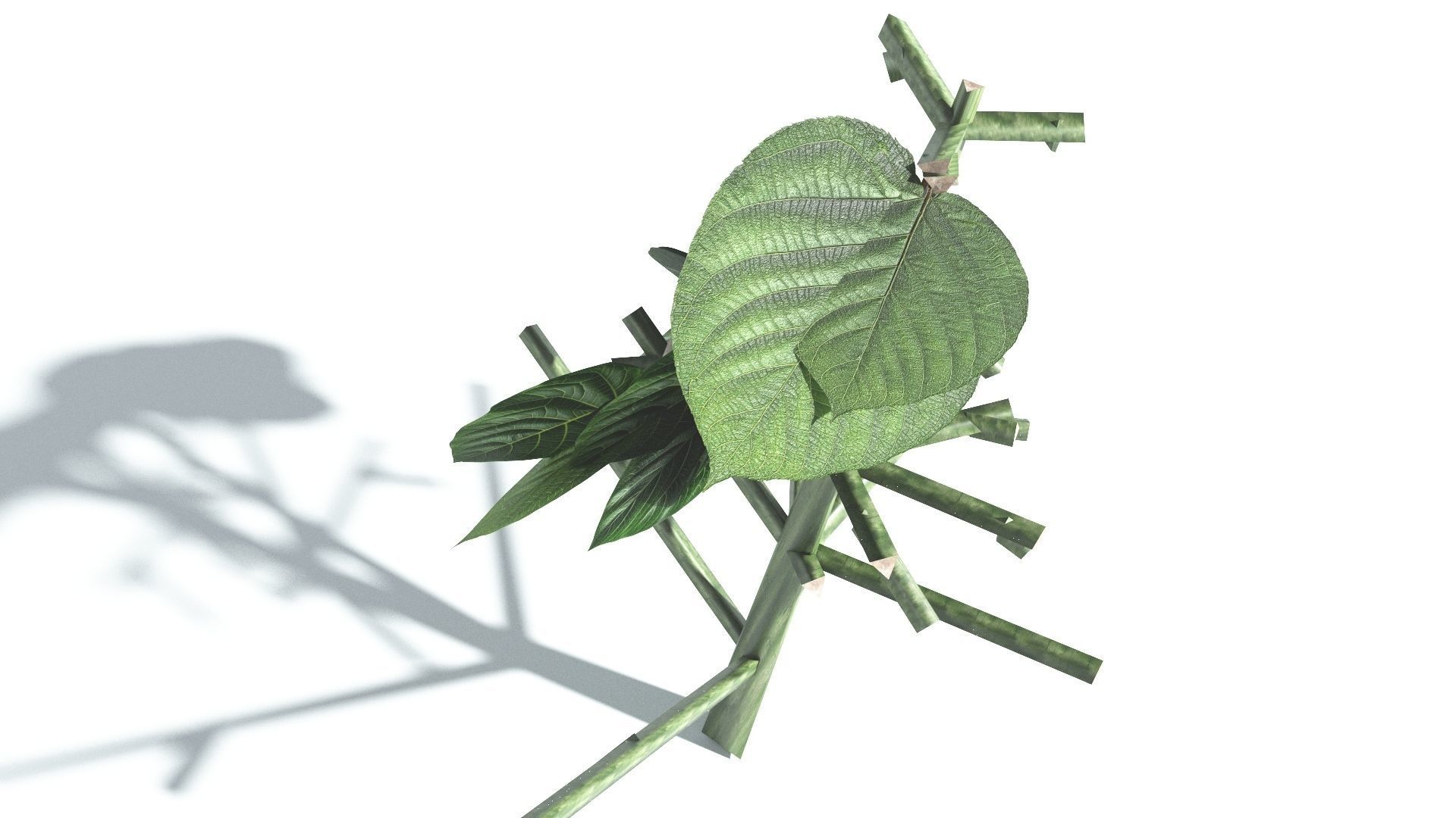 EVERYPlant Portia Tree LowPoly 1 --14 Models-- Low-poly 3D model_28