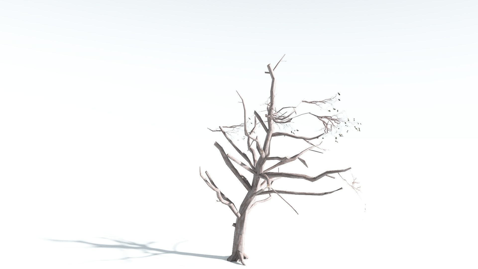 EVERYPlant Portia Tree LowPoly 1 --14 Models-- Low-poly 3D model_17