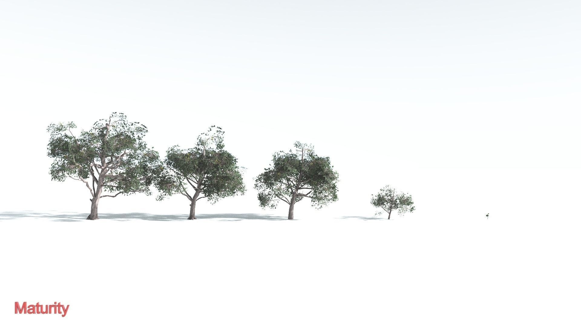 EVERYPlant Portia Tree LowPoly 1 --14 Models-- Low-poly 3D model_3