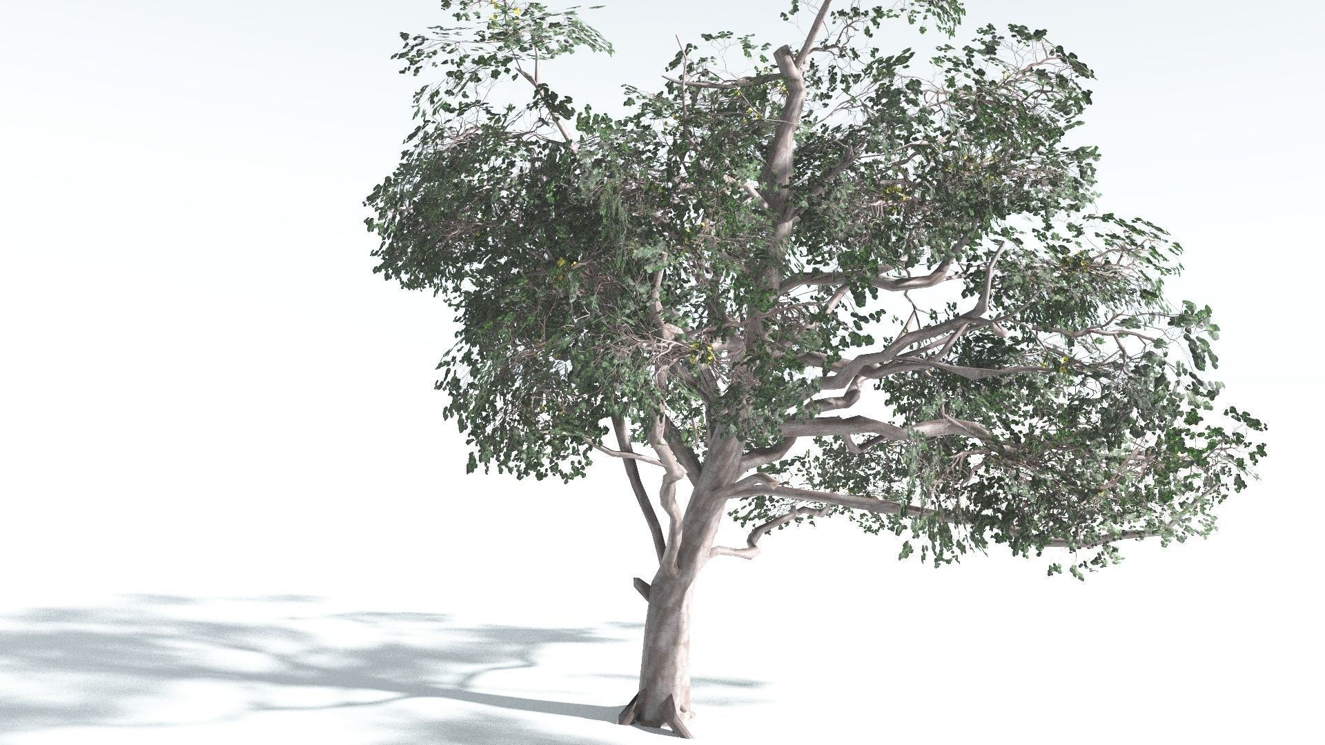EVERYPlant Portia Tree LowPoly 1 --14 Models-- Low-poly 3D model_21