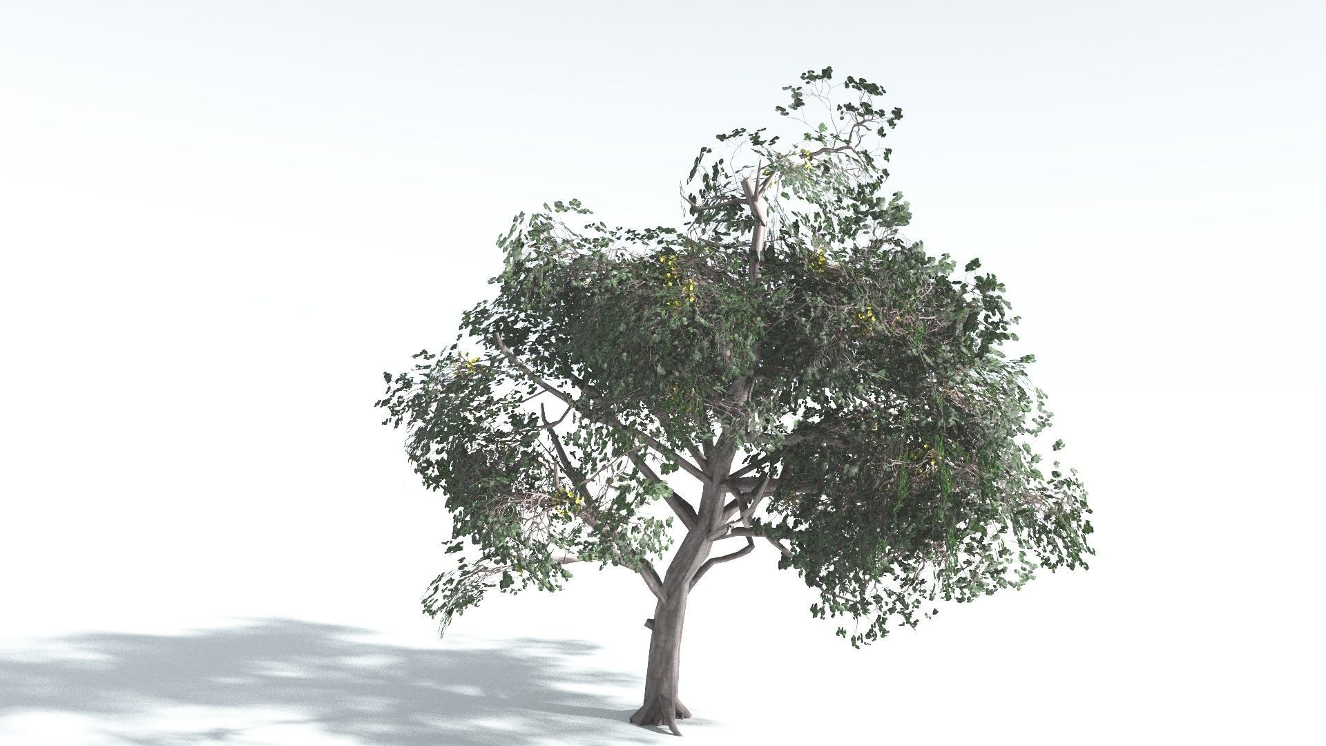 EVERYPlant Portia Tree LowPoly 1 --14 Models-- Low-poly 3D model_7