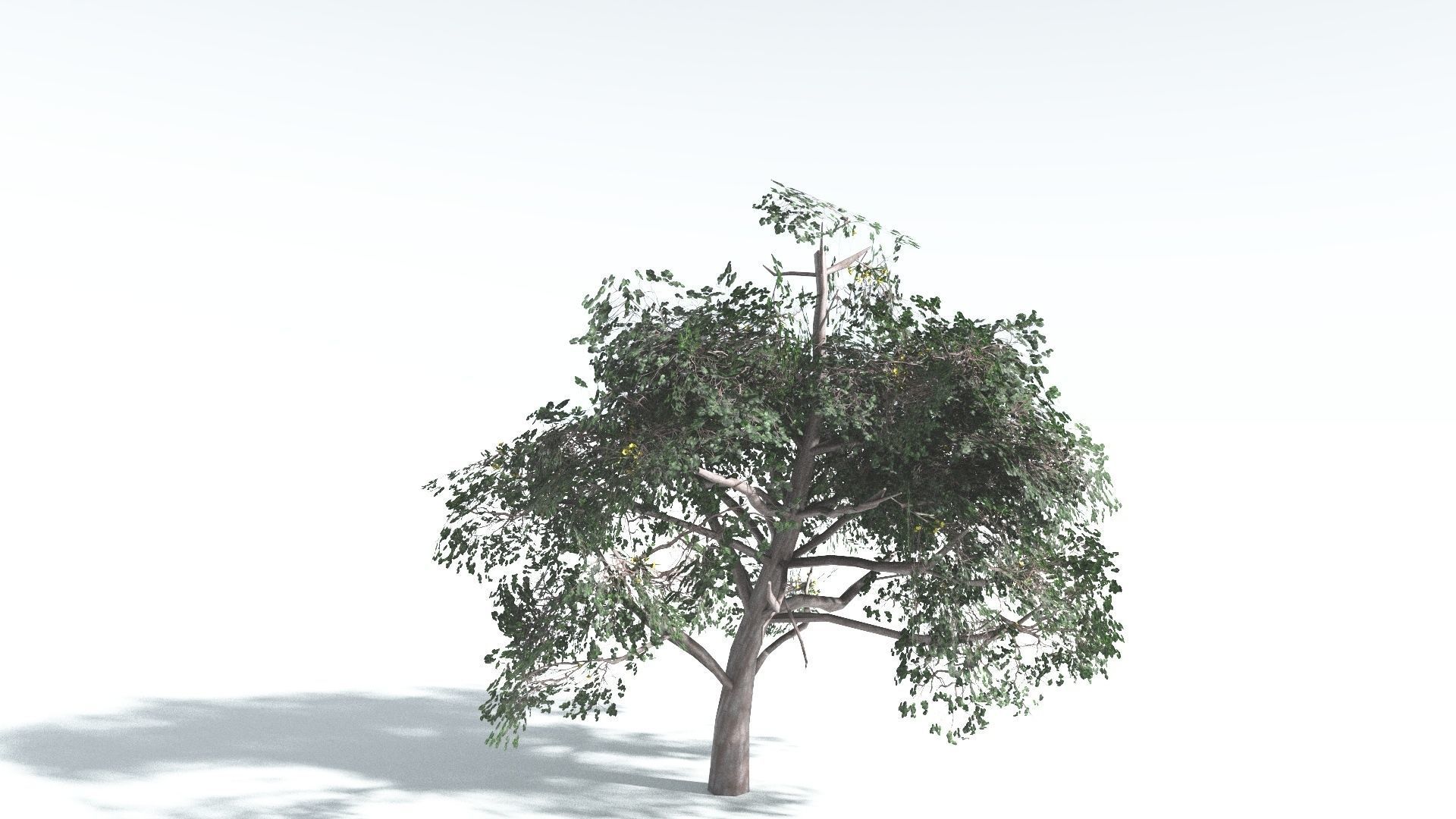 EVERYPlant Portia Tree LowPoly 1 --14 Models-- Low-poly 3D model_23