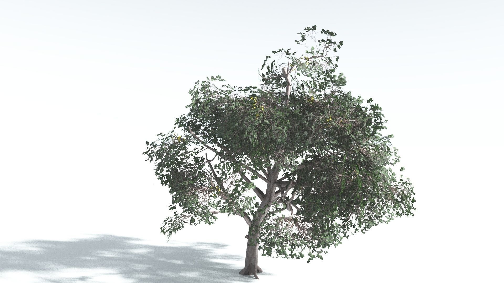 EVERYPlant Portia Tree LowPoly 1 --14 Models-- Low-poly 3D model_11