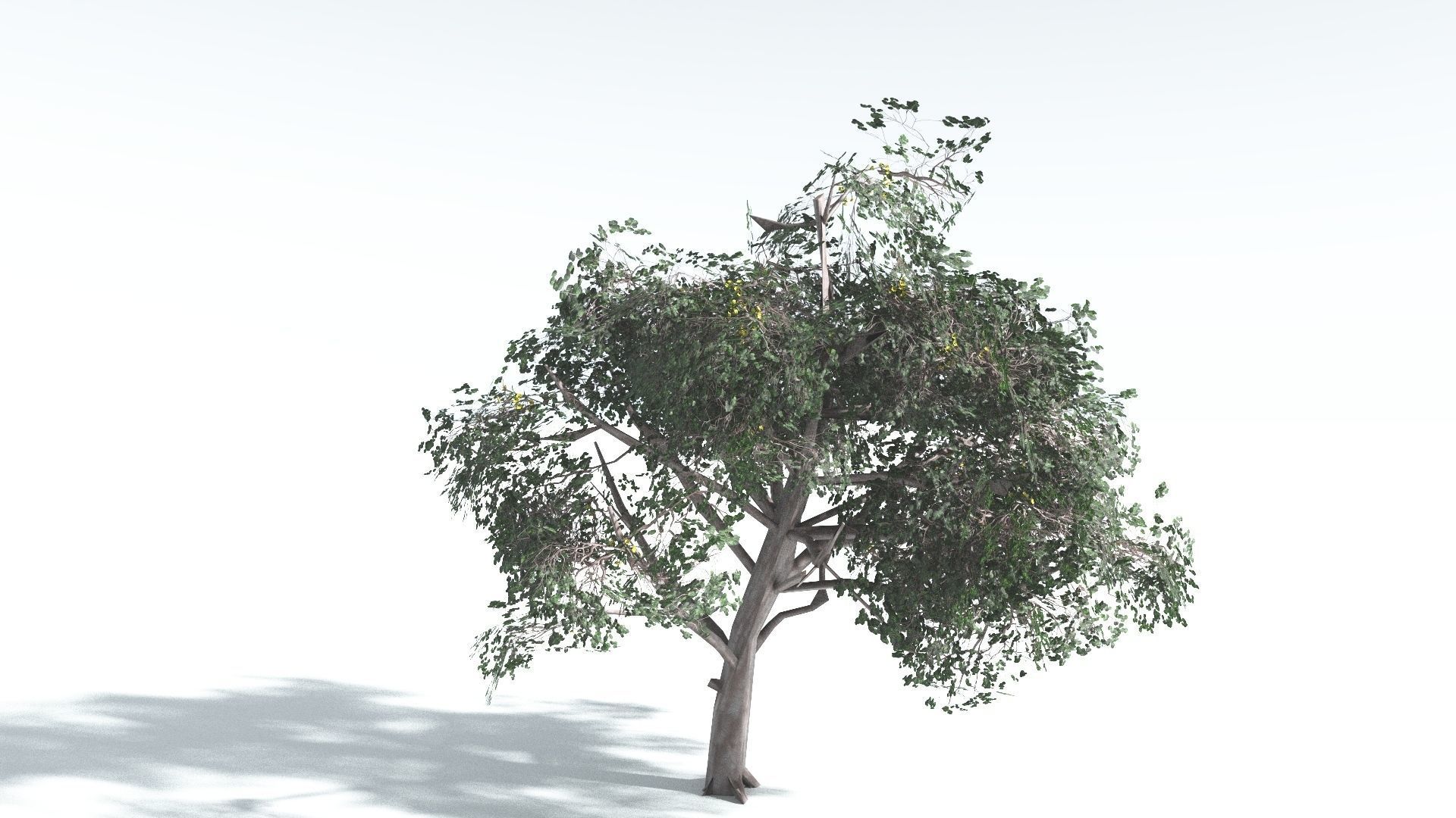 EVERYPlant Portia Tree LowPoly 1 --14 Models-- Low-poly 3D model_29