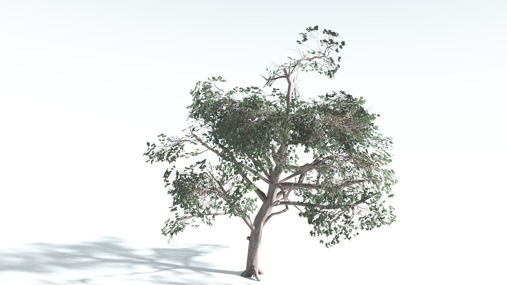 EVERYPlant Portia Tree LowPoly 1 --14 Models-- Low-poly 3D model_13