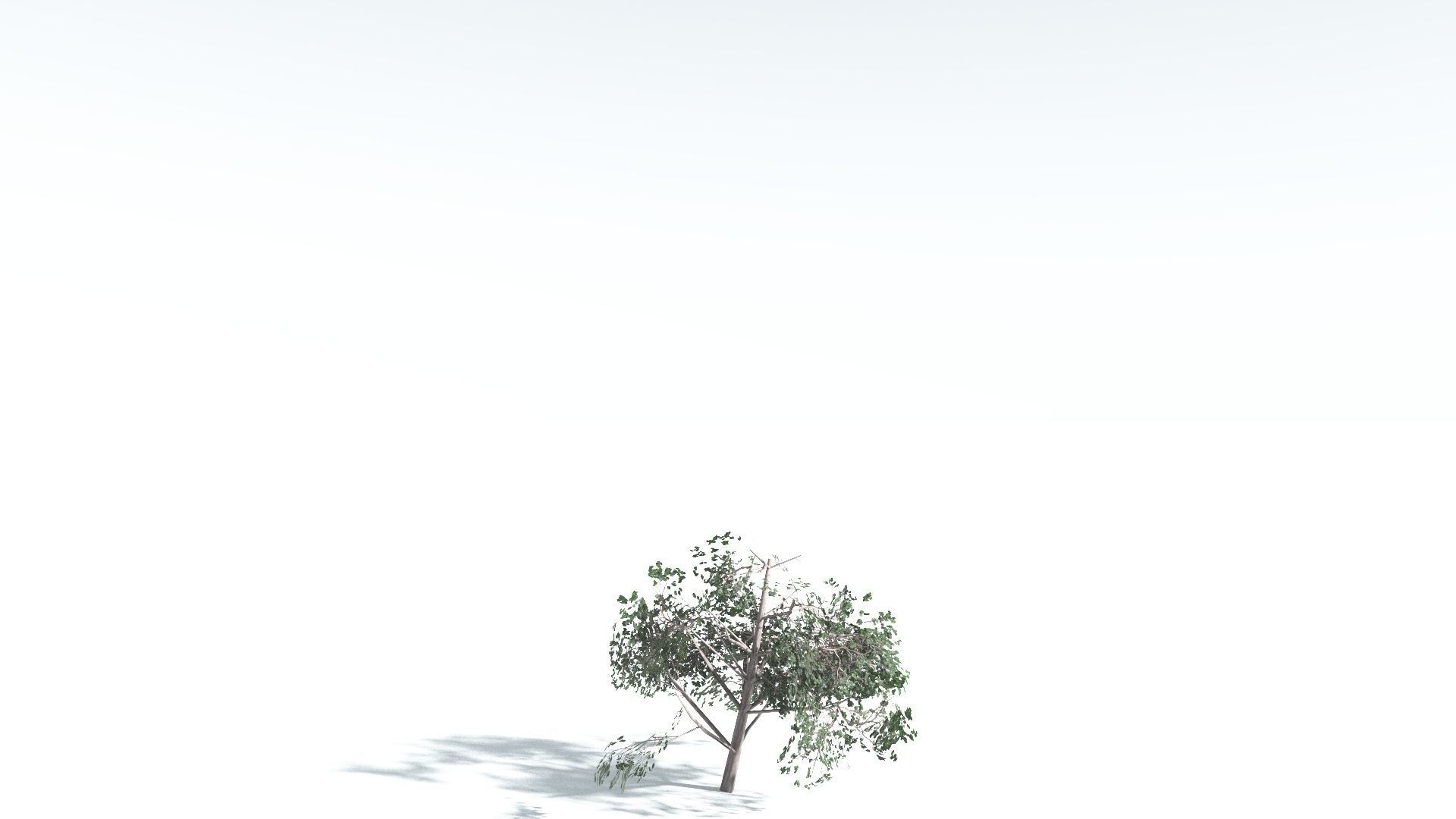 EVERYPlant Portia Tree LowPoly 1 --14 Models-- Low-poly 3D model_25