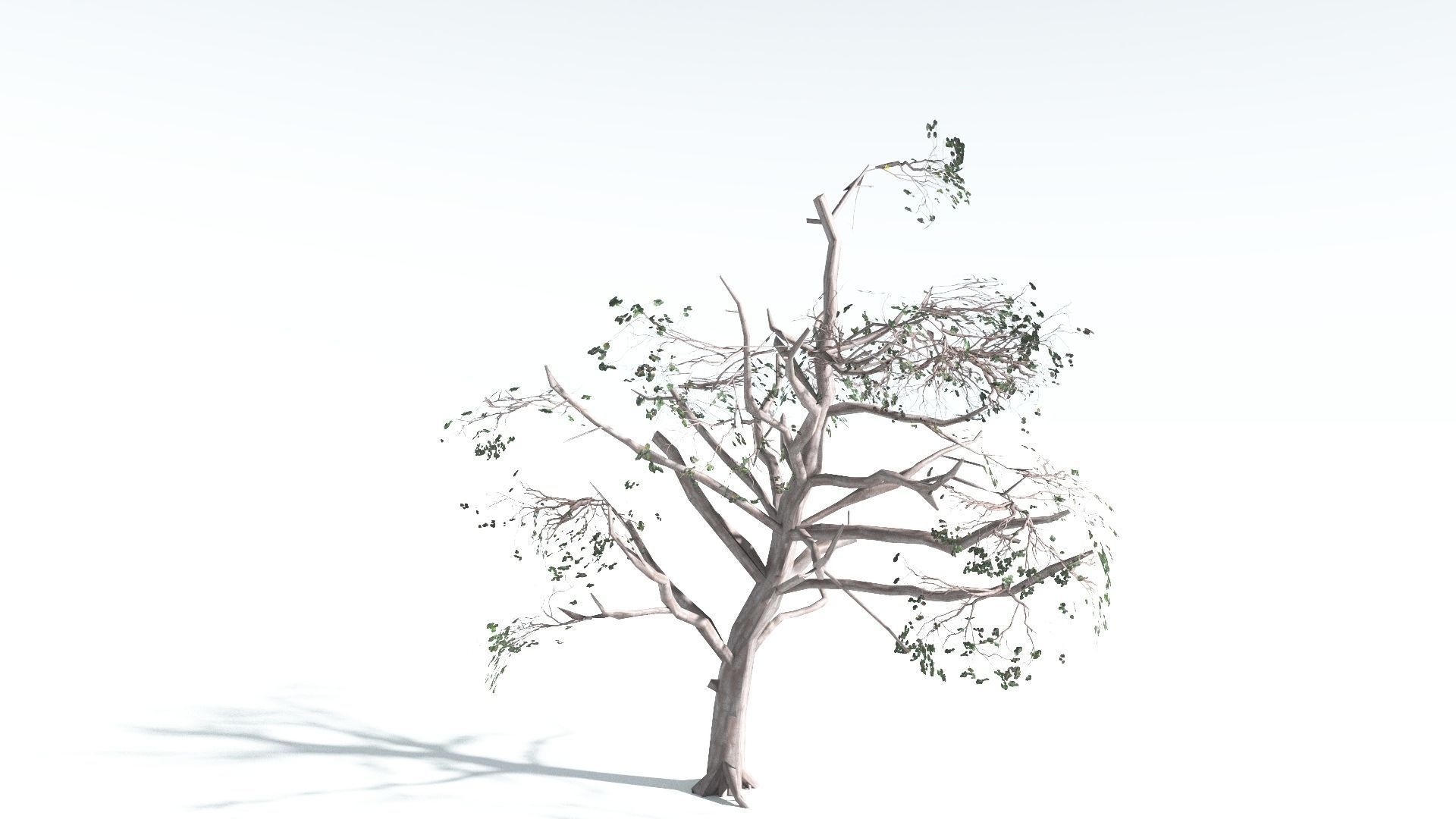 EVERYPlant Portia Tree LowPoly 1 --14 Models-- Low-poly 3D model_15