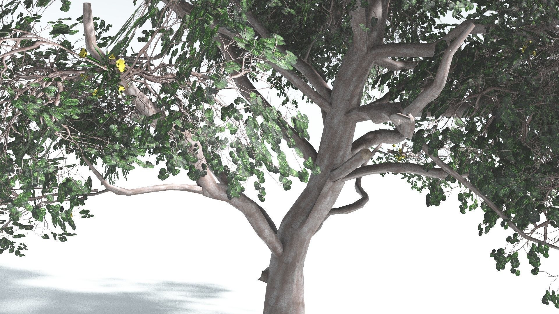 EVERYPlant Portia Tree LowPoly 1 --14 Models-- Low-poly 3D model_32