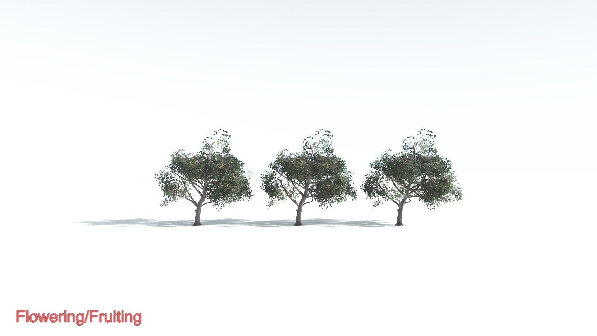 EVERYPlant Portia Tree LowPoly 1 --14 Models-- Low-poly 3D model_1