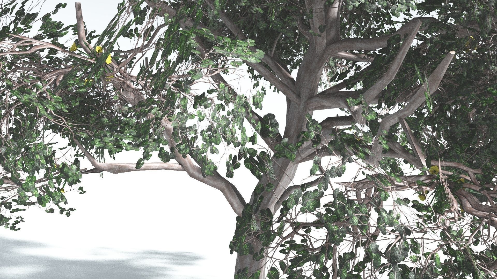EVERYPlant Portia Tree LowPoly 1 --14 Models-- Low-poly 3D model_12