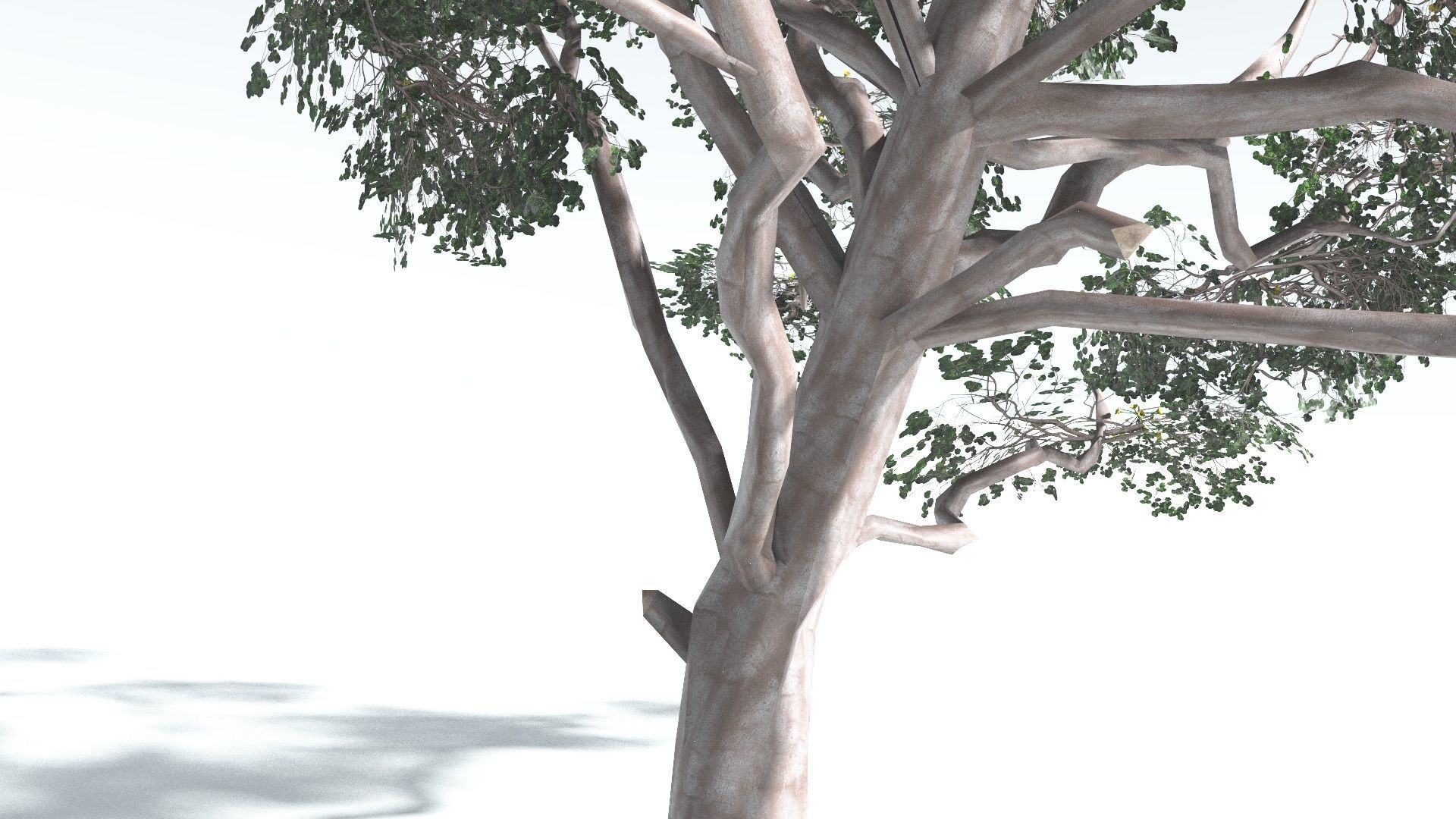 EVERYPlant Portia Tree LowPoly 1 --14 Models-- Low-poly 3D model_22