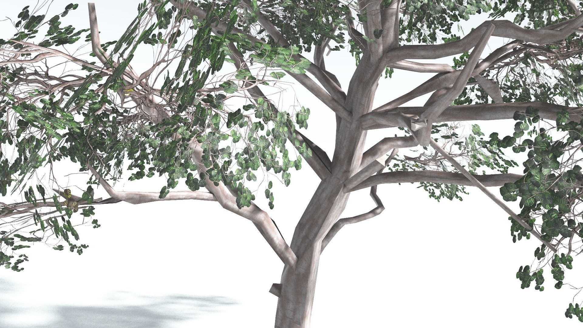 EVERYPlant Portia Tree LowPoly 1 --14 Models-- Low-poly 3D model_14