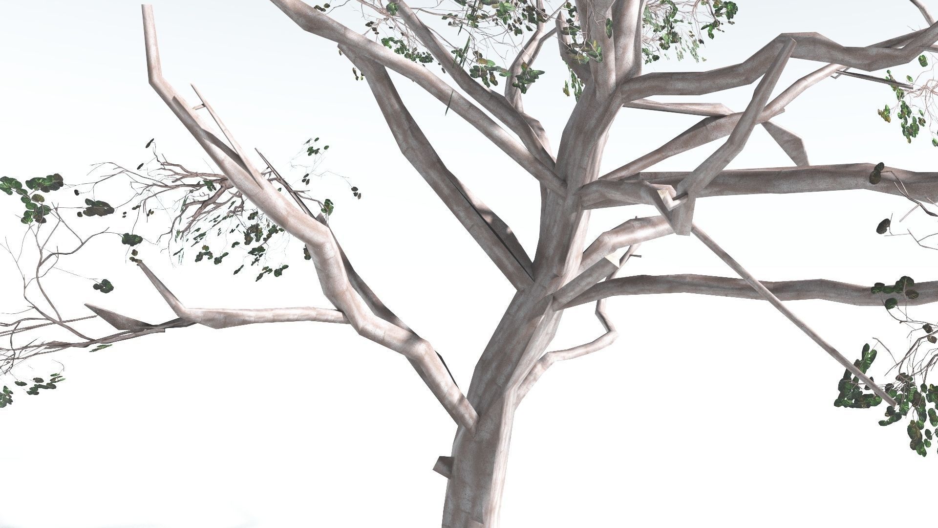 EVERYPlant Portia Tree LowPoly 1 --14 Models-- Low-poly 3D model_16