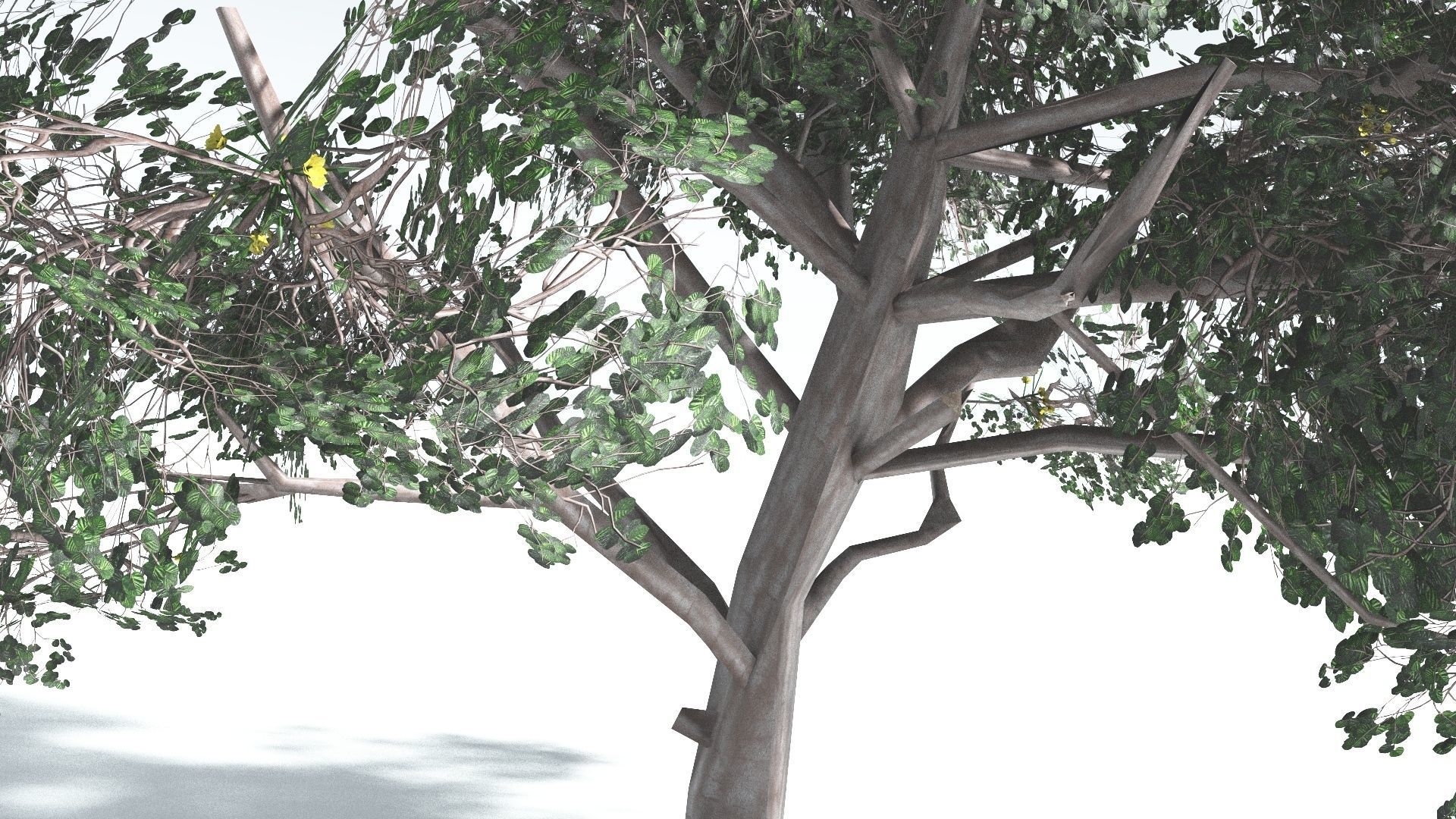 EVERYPlant Portia Tree LowPoly 1 --14 Models-- Low-poly 3D model_30