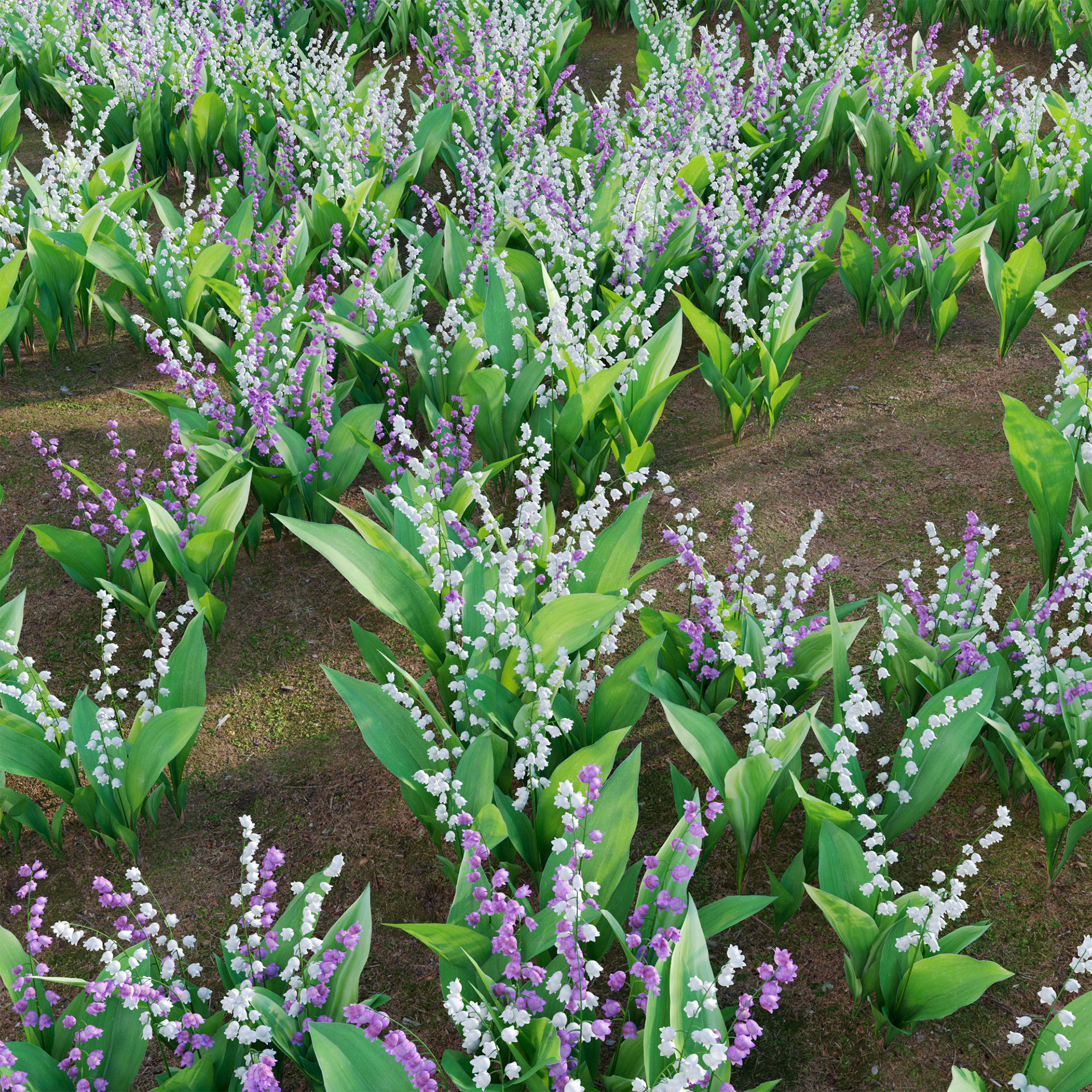 Convallaria majalis - Lily of the Valley Low-poly 3D model_2