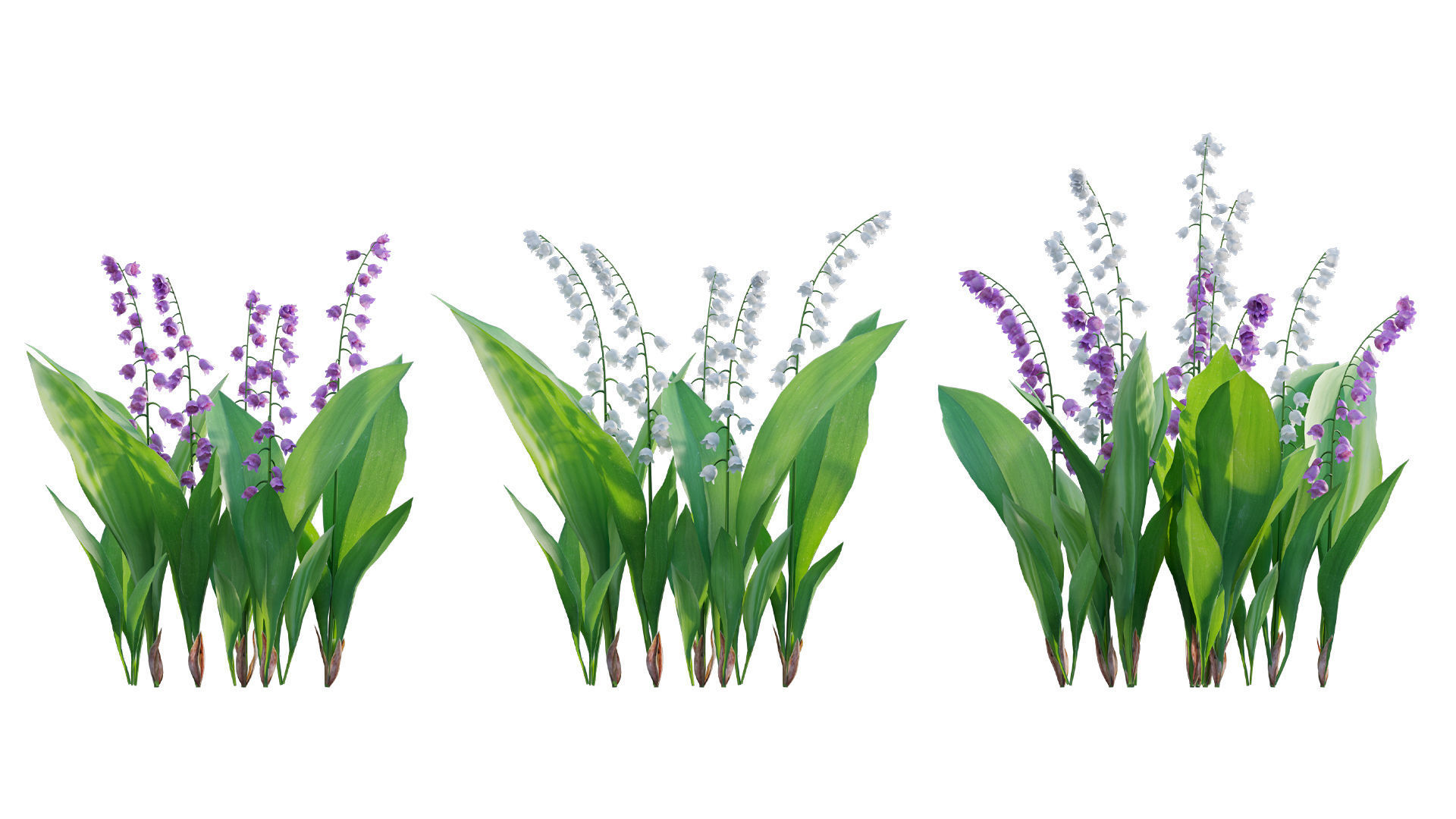 Convallaria majalis - Lily of the Valley Low-poly 3D model_6