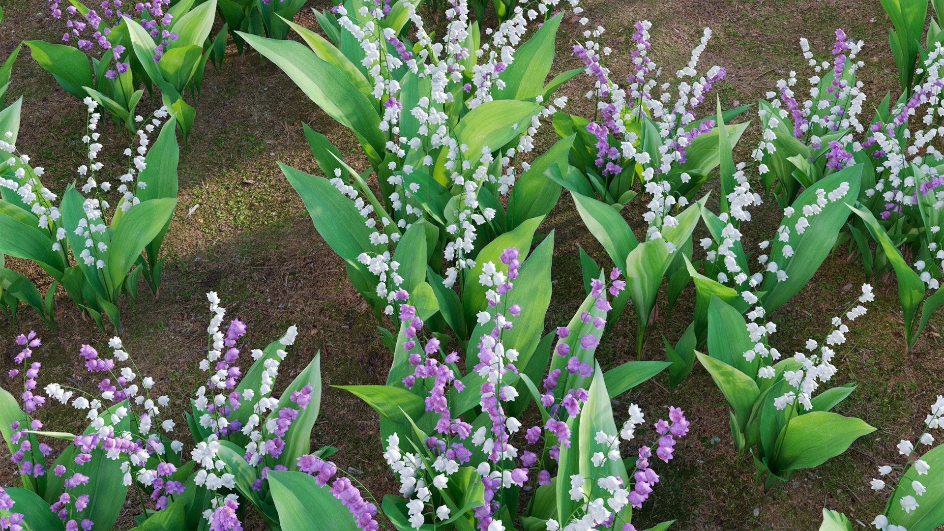 Convallaria majalis - Lily of the Valley Low-poly 3D model_8