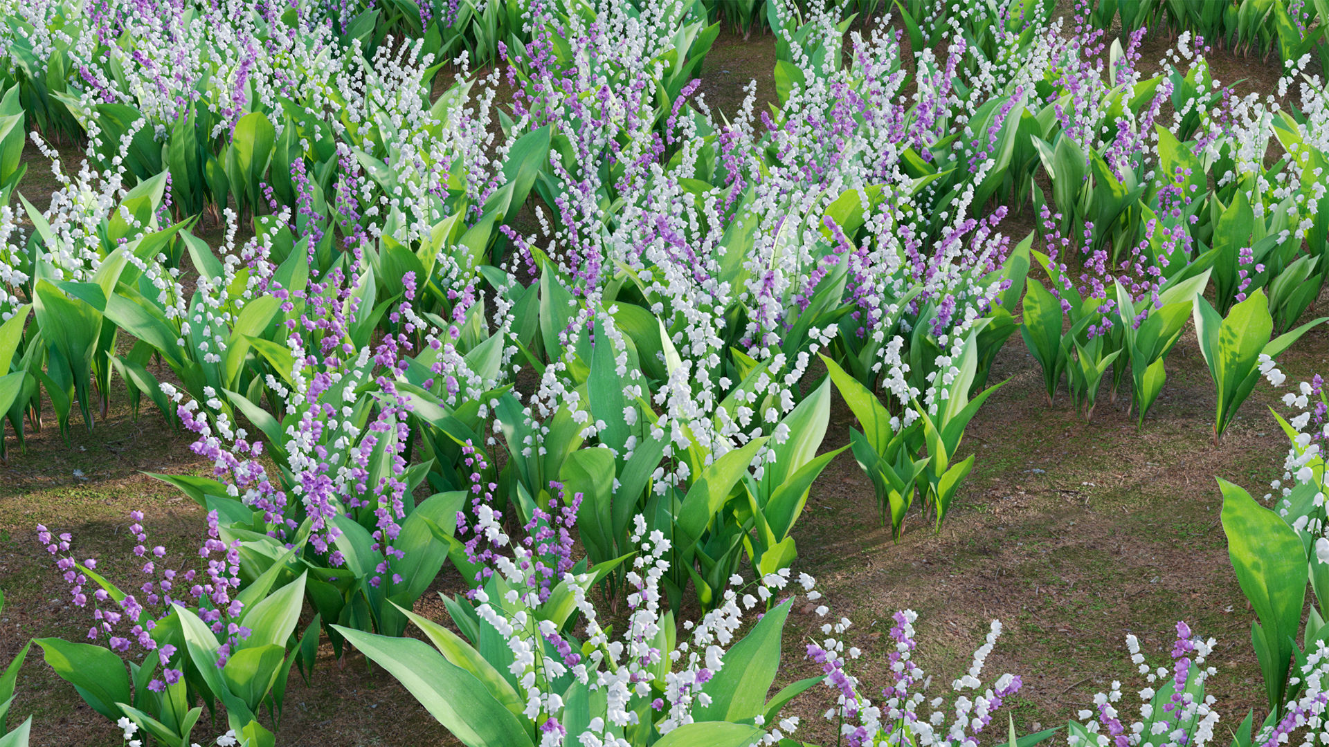 Convallaria majalis - Lily of the Valley Low-poly 3D model_7