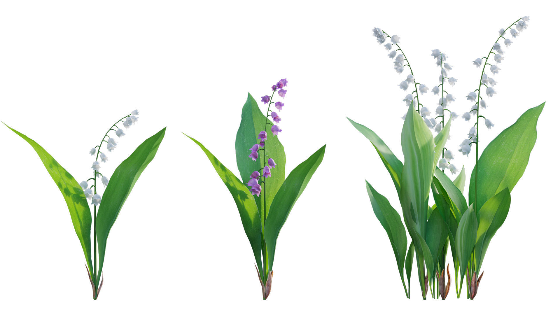 Convallaria majalis - Lily of the Valley Low-poly 3D model_5
