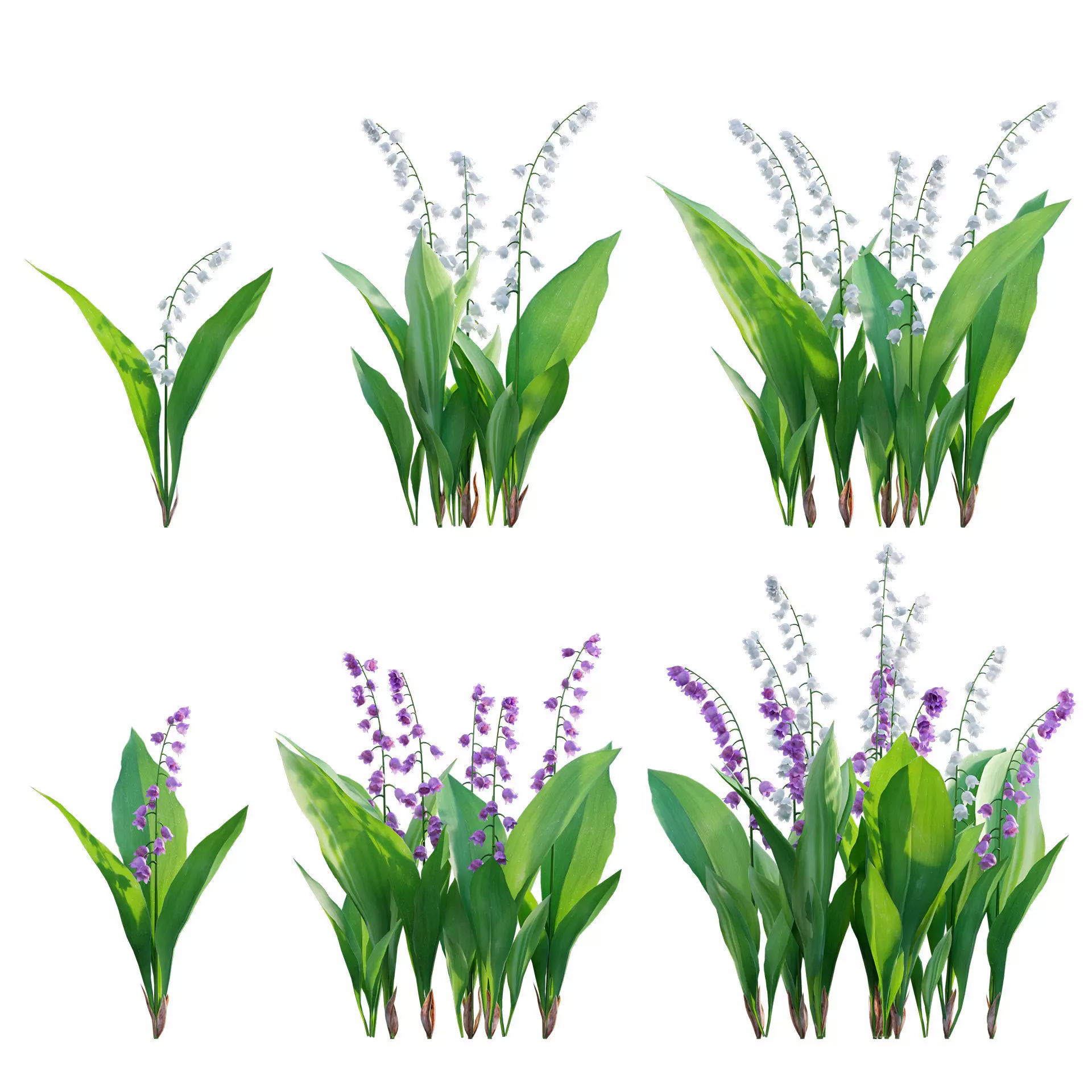 Convallaria majalis - Lily of the Valley Low-poly 3D model_0