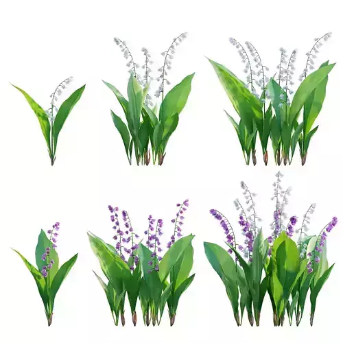 Convallaria majalis - Lily of the Valley